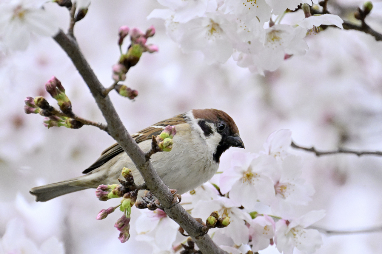 桜ページ 桜と雀 | PHOTO HUB by nikkor club