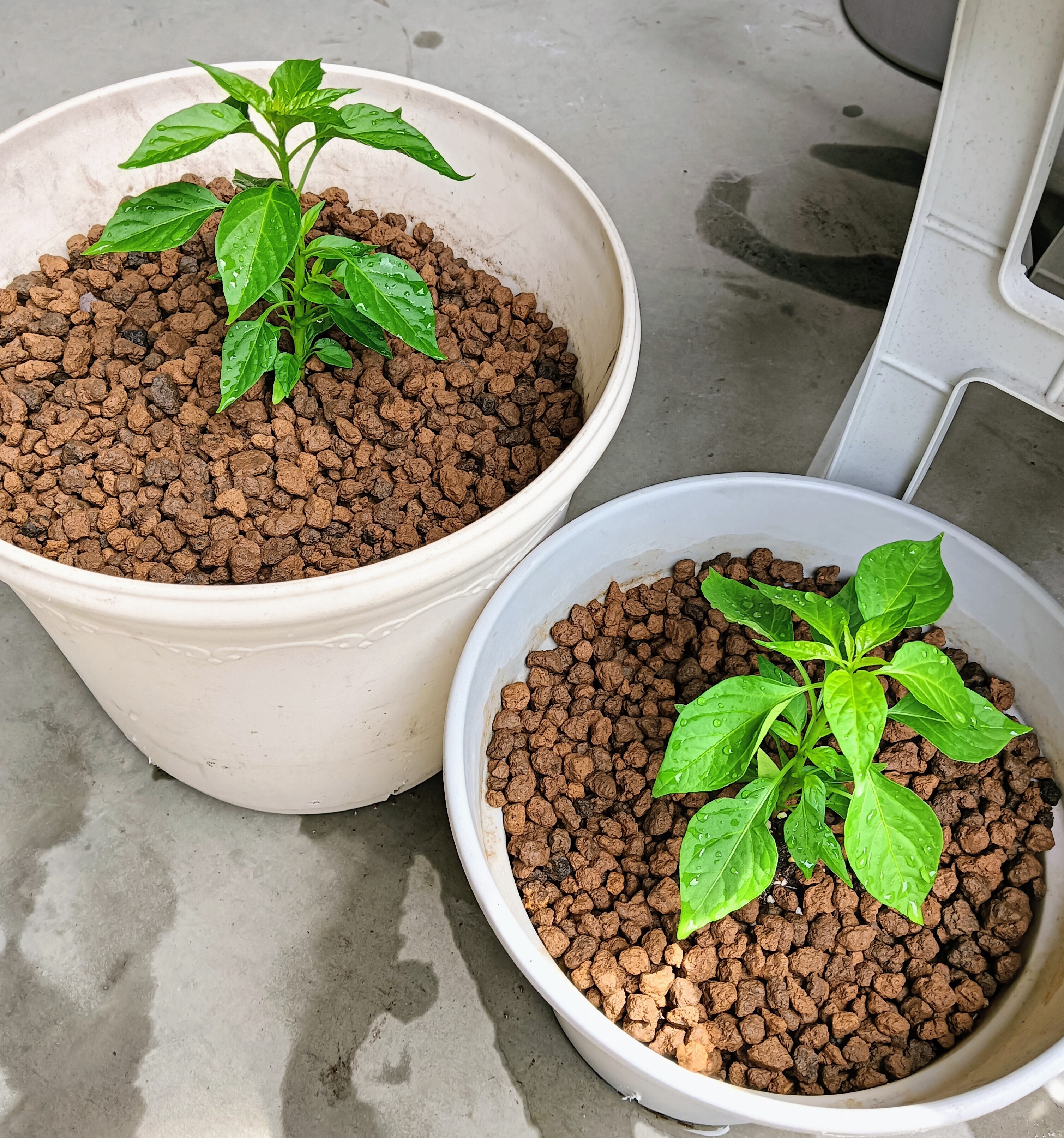 鷹の爪苗、植え付けました。 | CAINZ DIY Square
