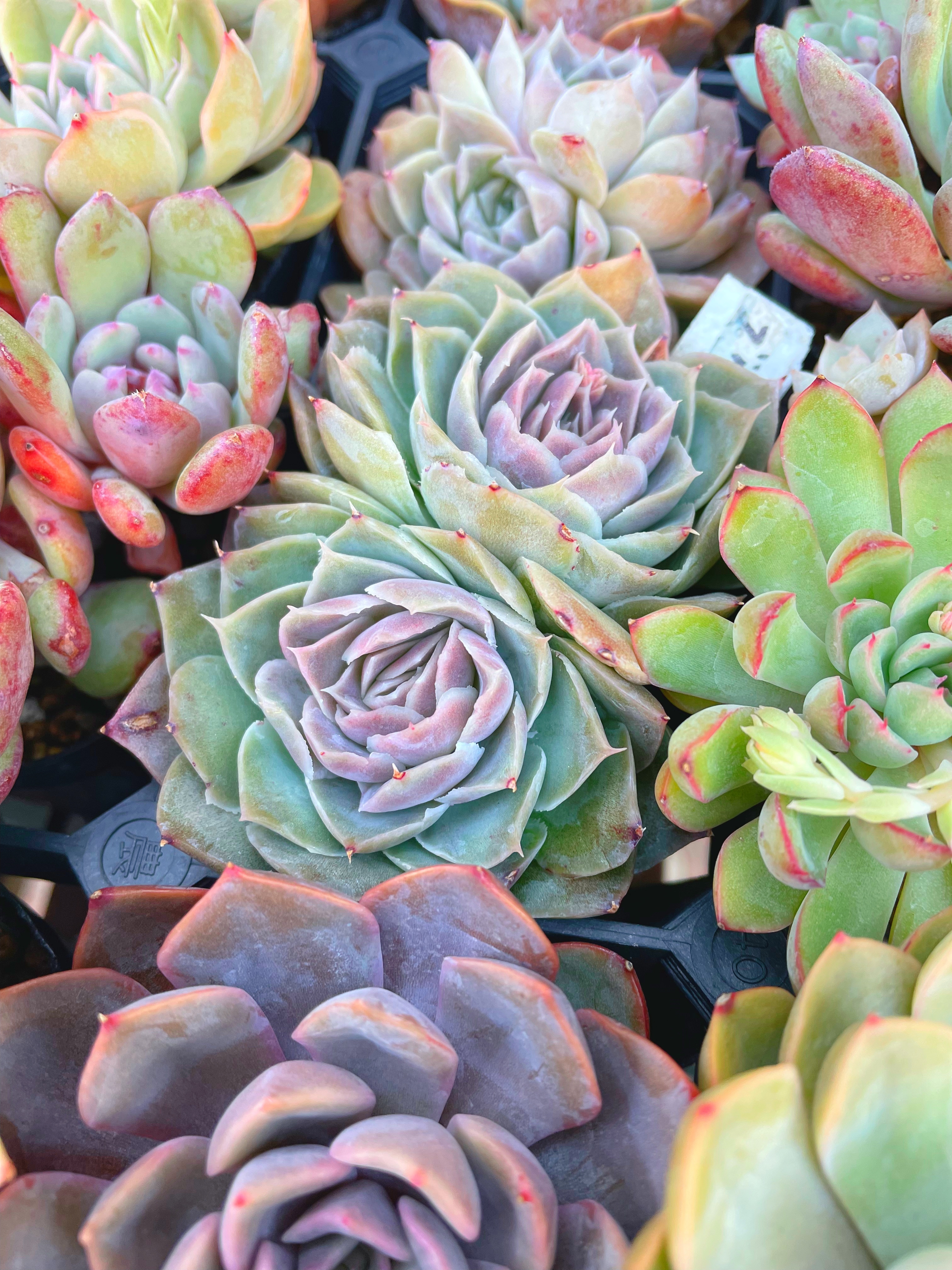 エケベリア ブルーサプライズ✨ | CAINZ DIY Square