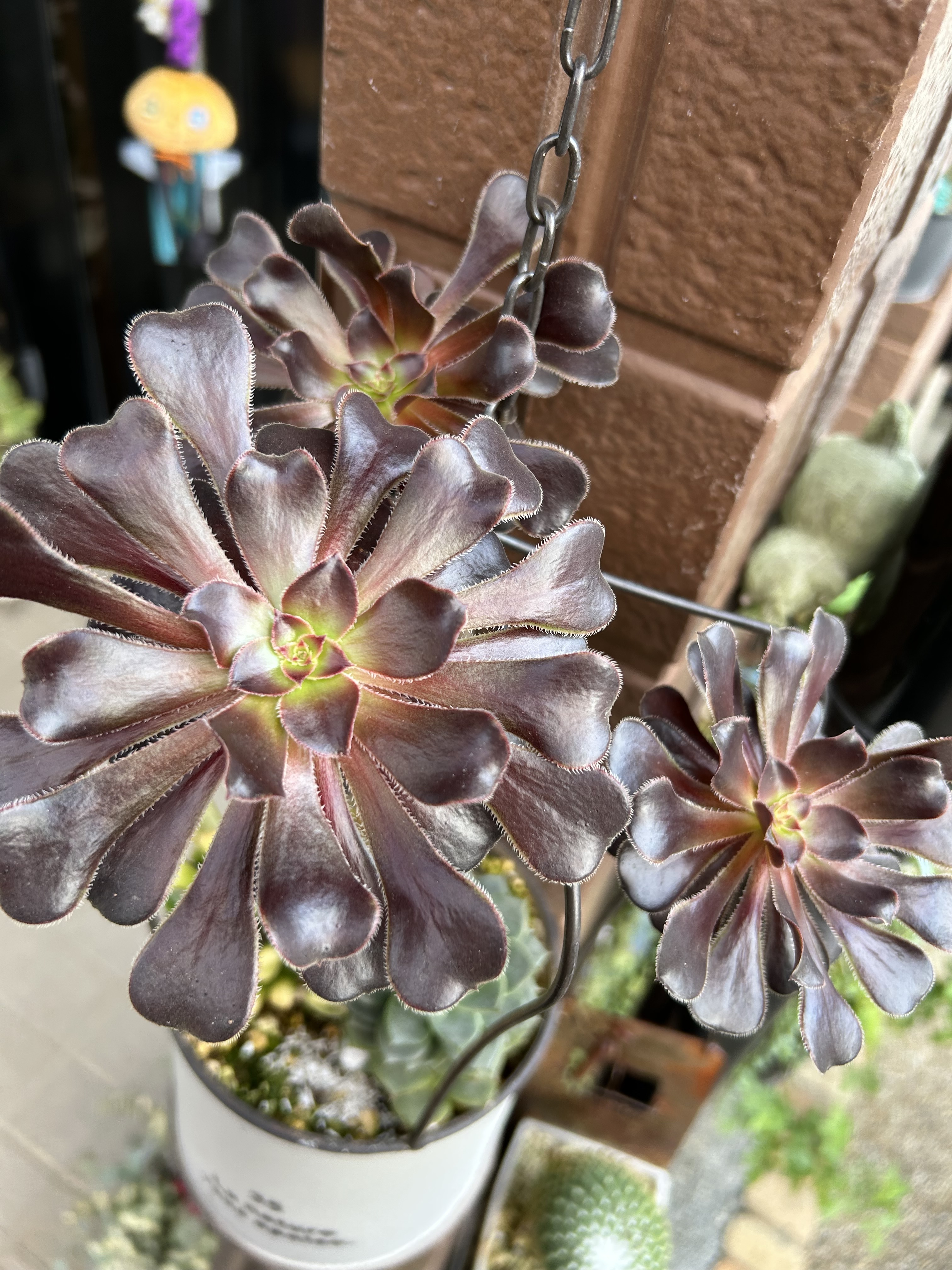 確認用　真っ黒法師　アエオニウム 確認用 真っ黒法師 アエオニウム アエオニウム・黒法師 | trigger