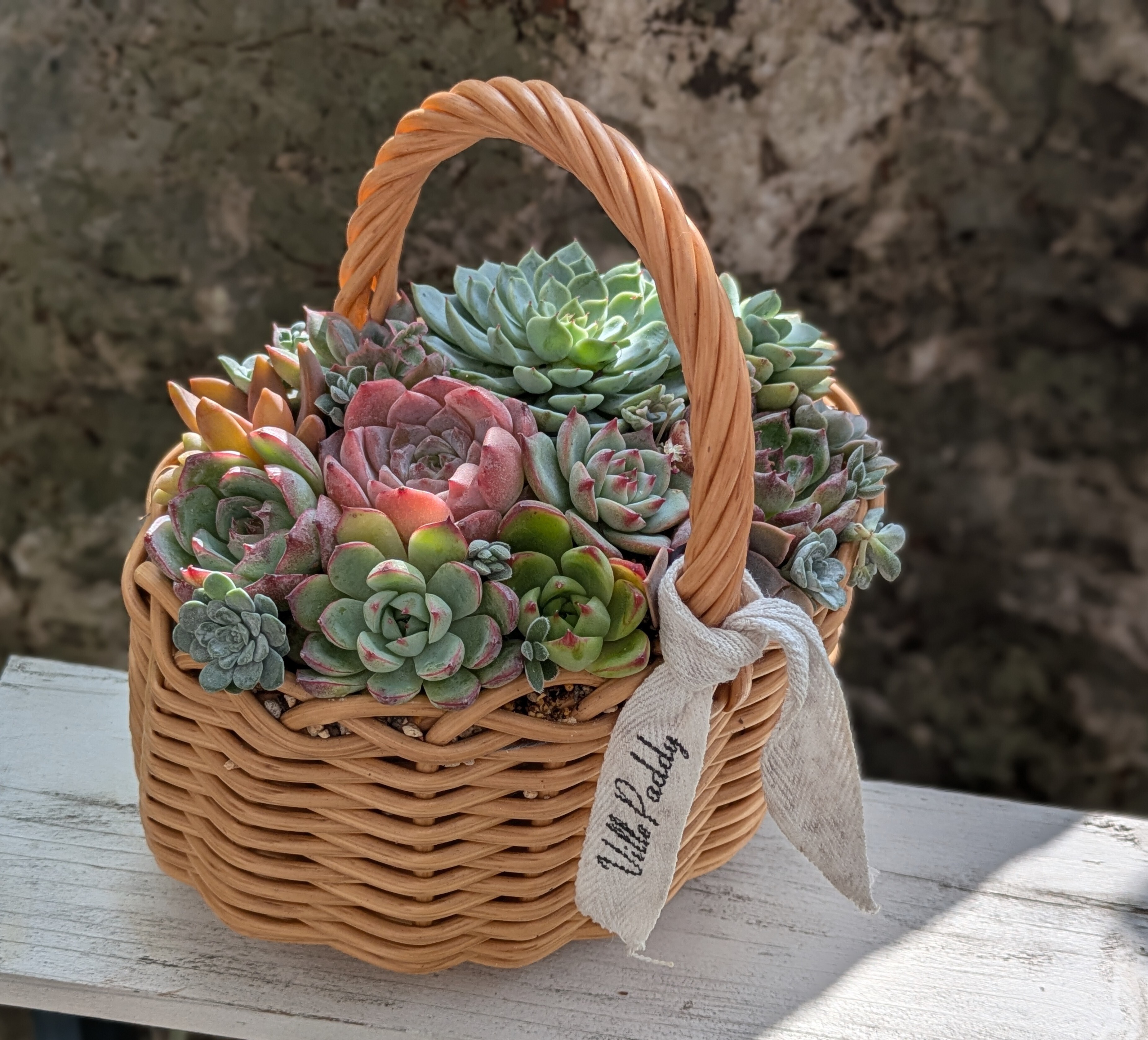 多肉寄せ植え【籠盛り】 | CAINZ DIY Square