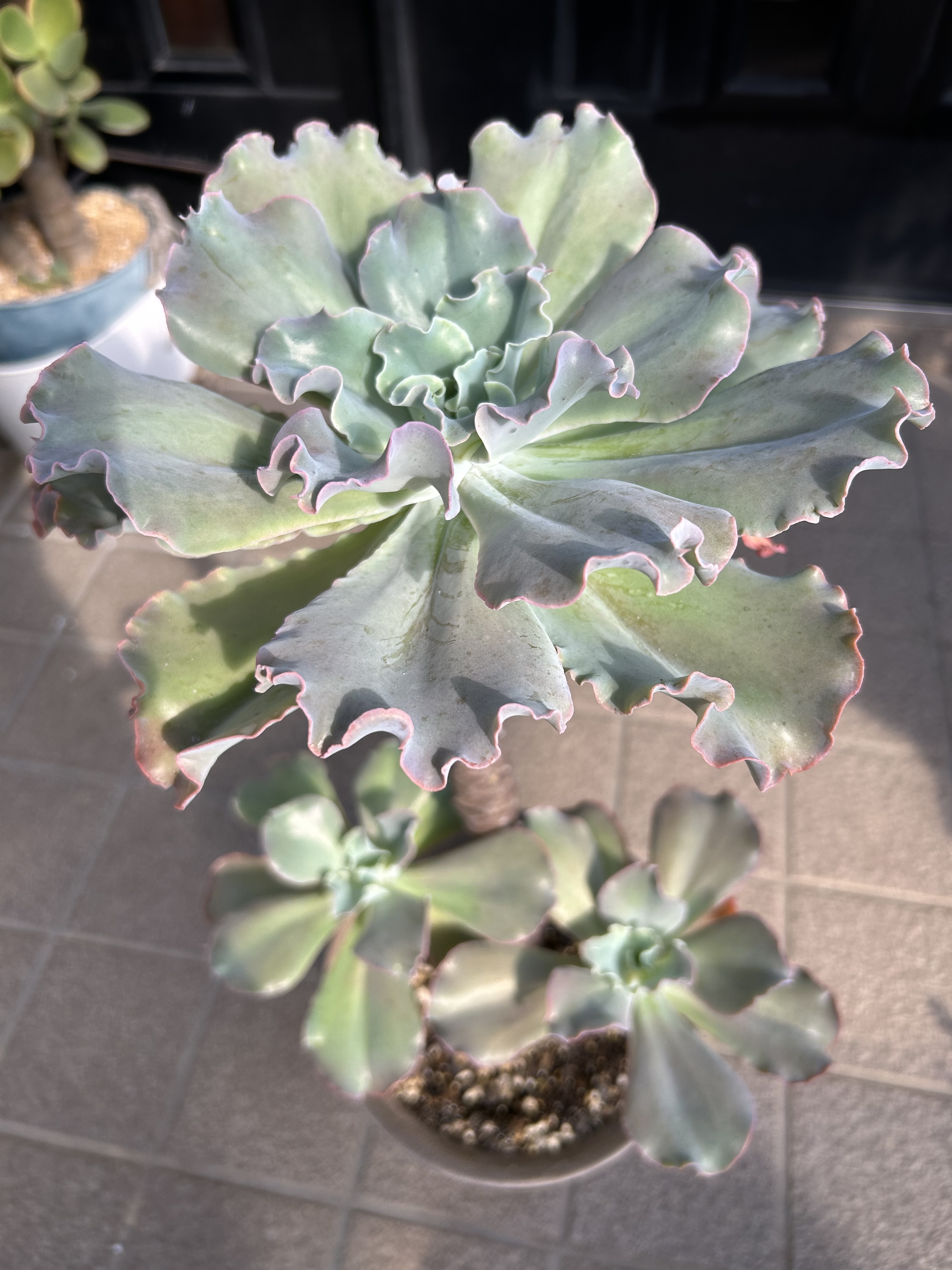 プリンセスパール エケベリア | CAINZ DIY Square