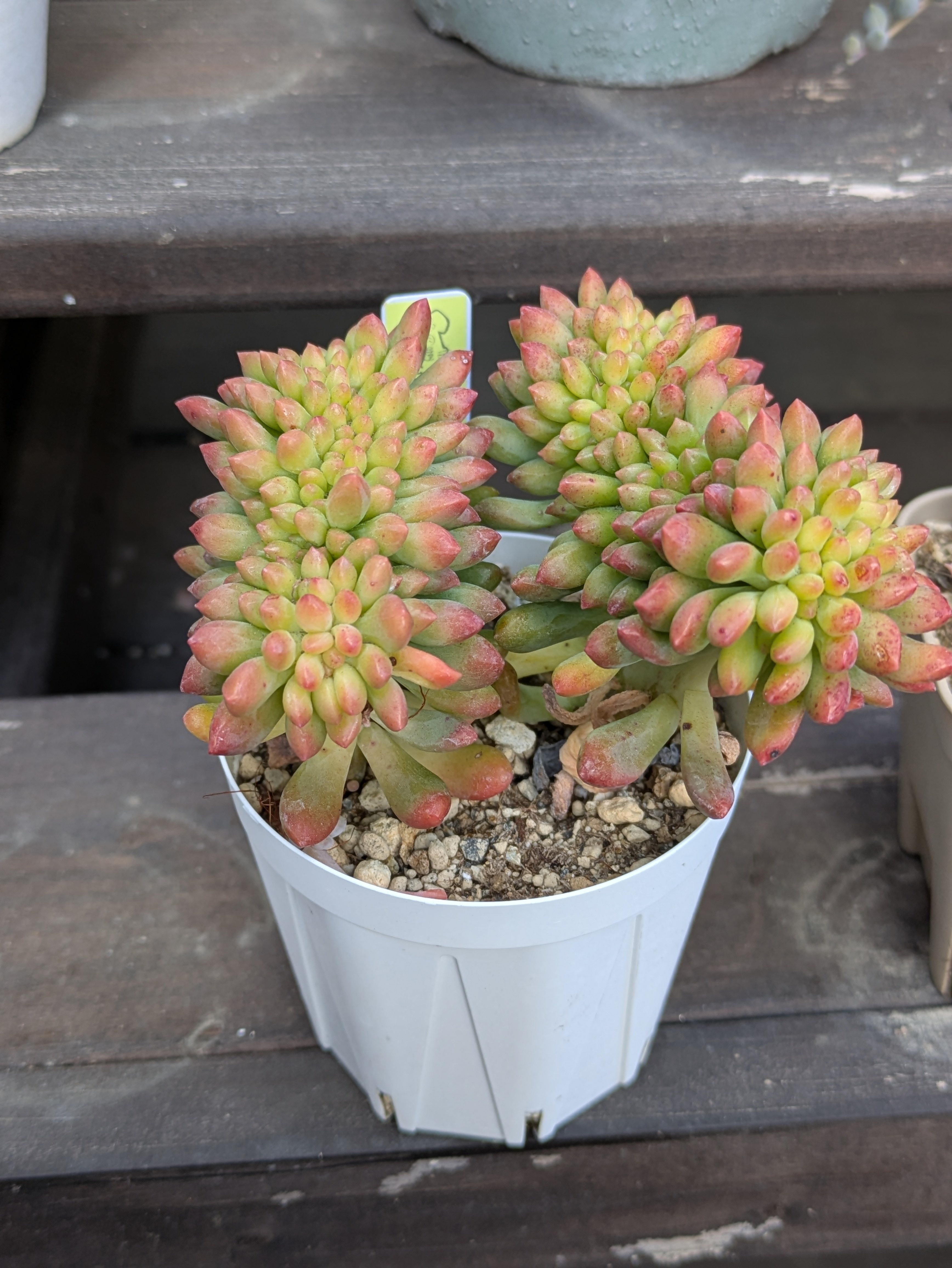 Top【選抜株】多肉植物　265030アリス　エブンズ綴化　15個　鉢無し/脱土 87ed6788-a0eb-492a-8d6d-