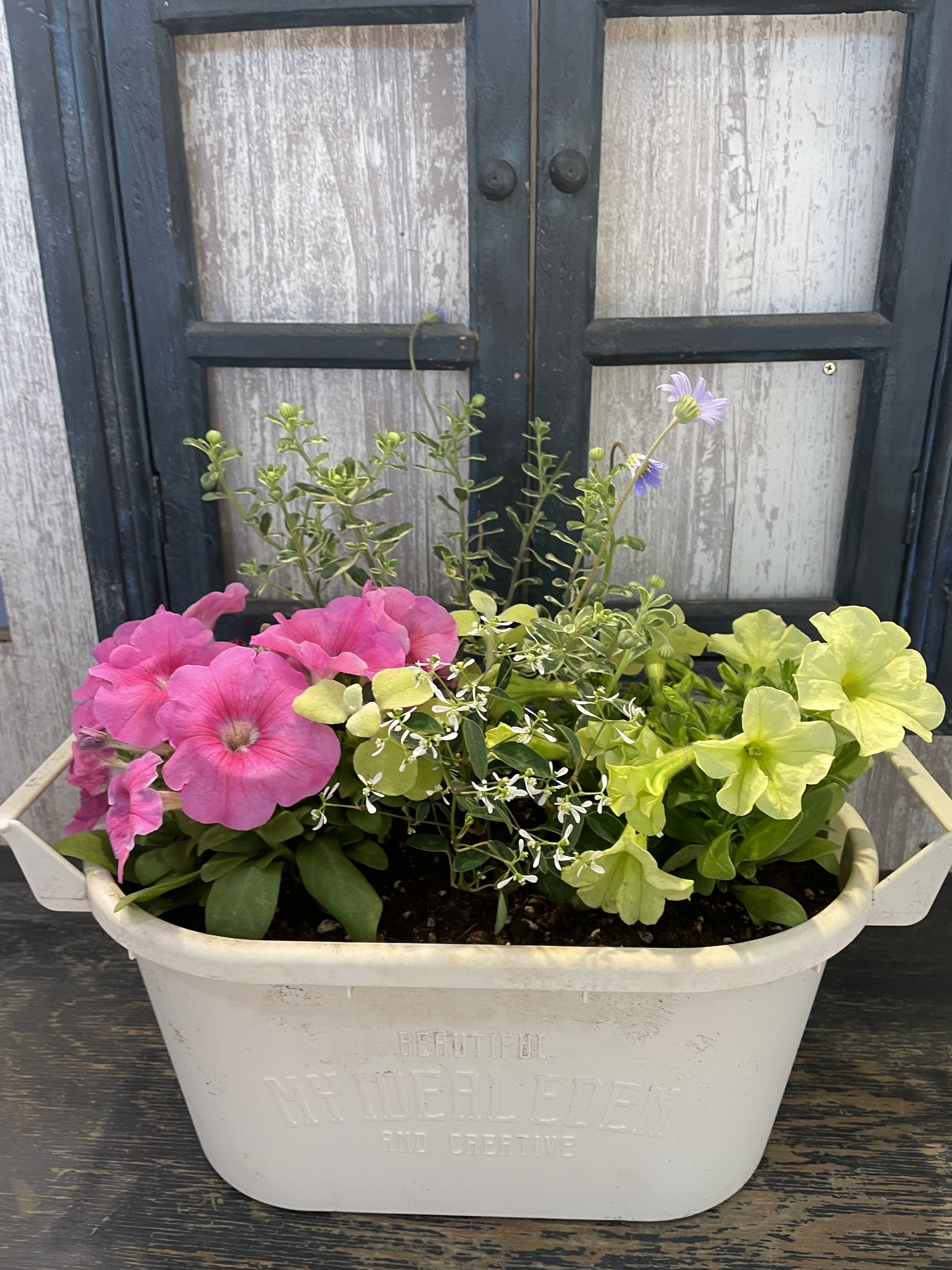 ペチュニアの寄せ植え | CAINZ DIY Square