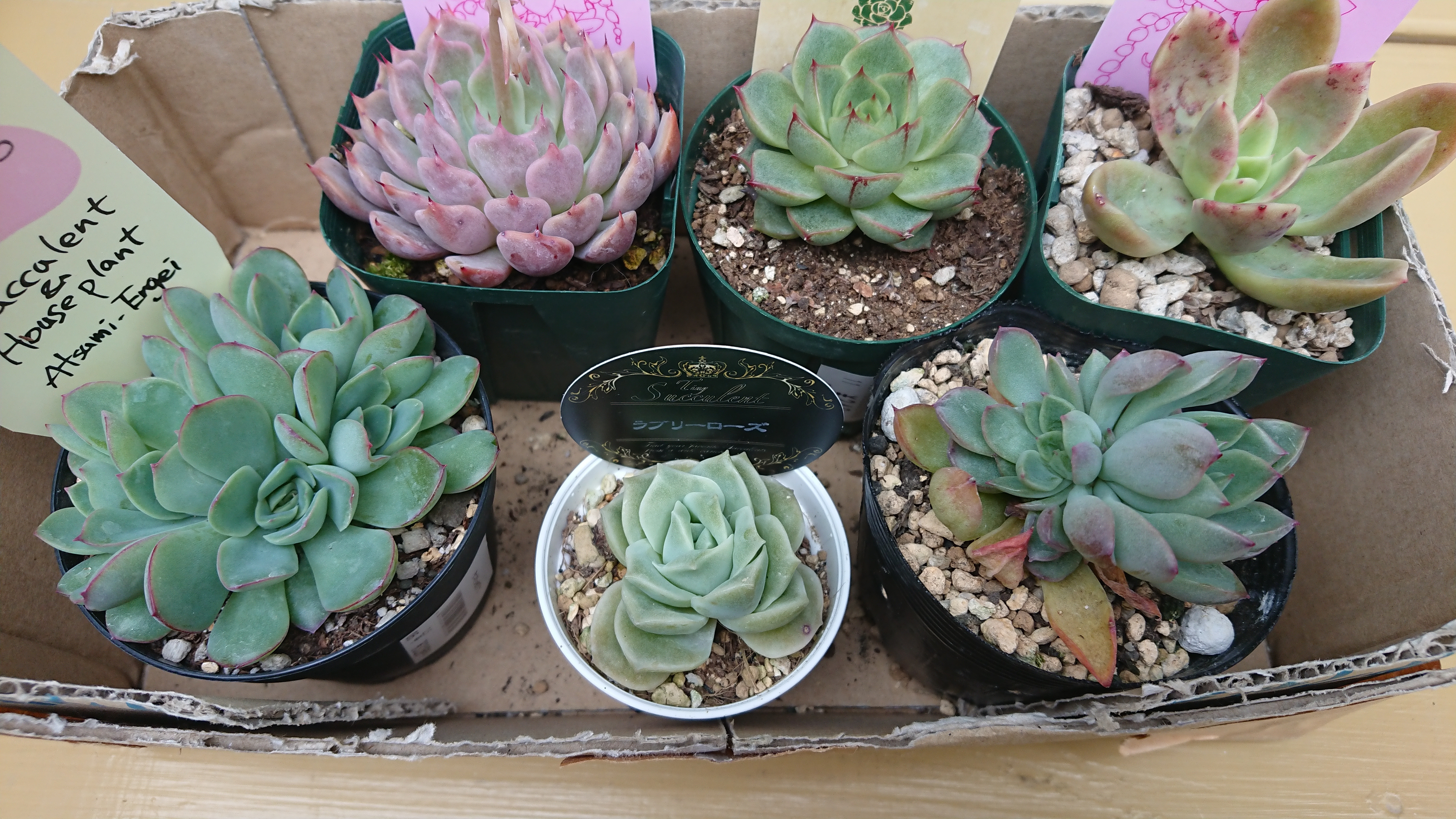 多肉植物寄せ植え | CAINZ DIY Square