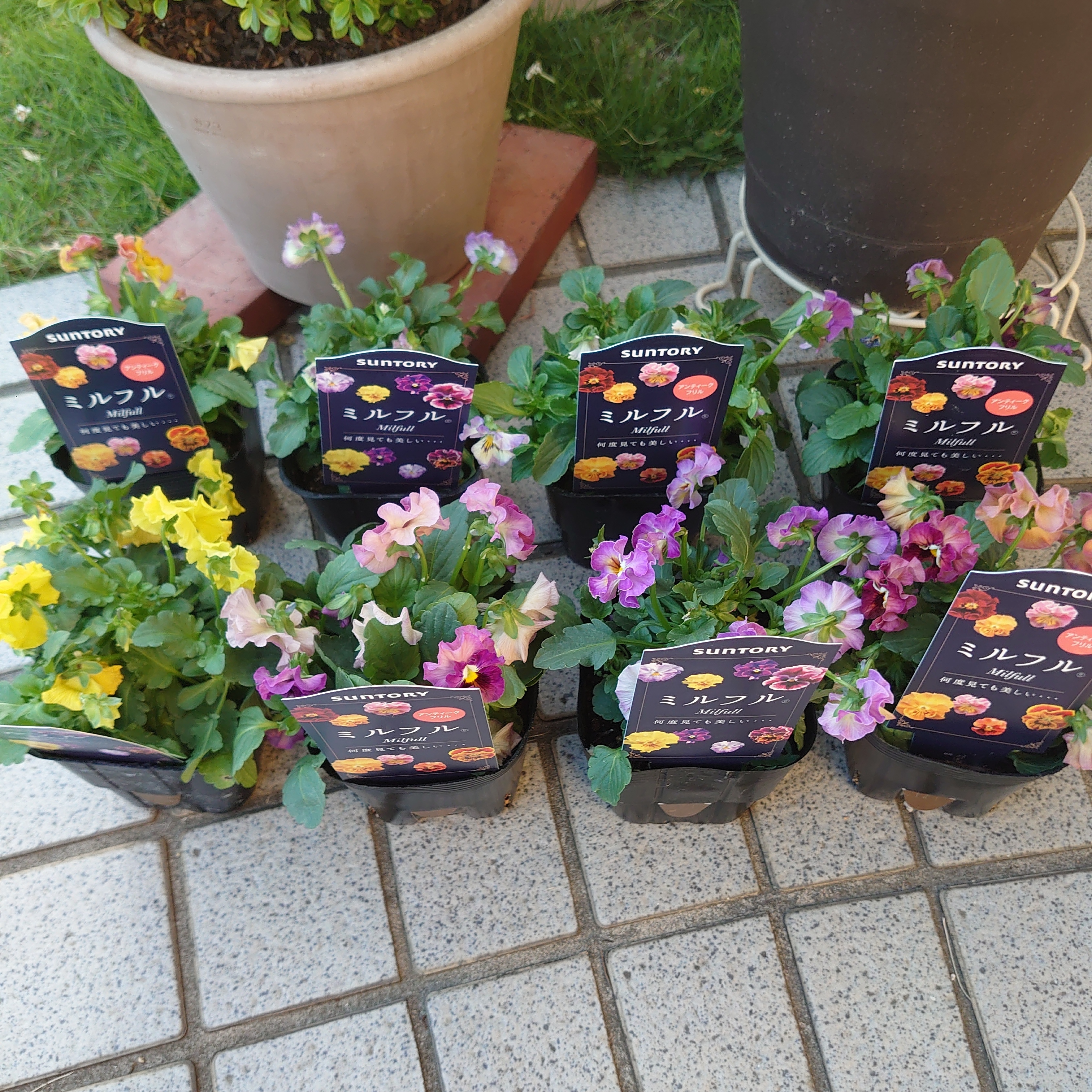 ミルフル💕 | SUNSUNガーデン