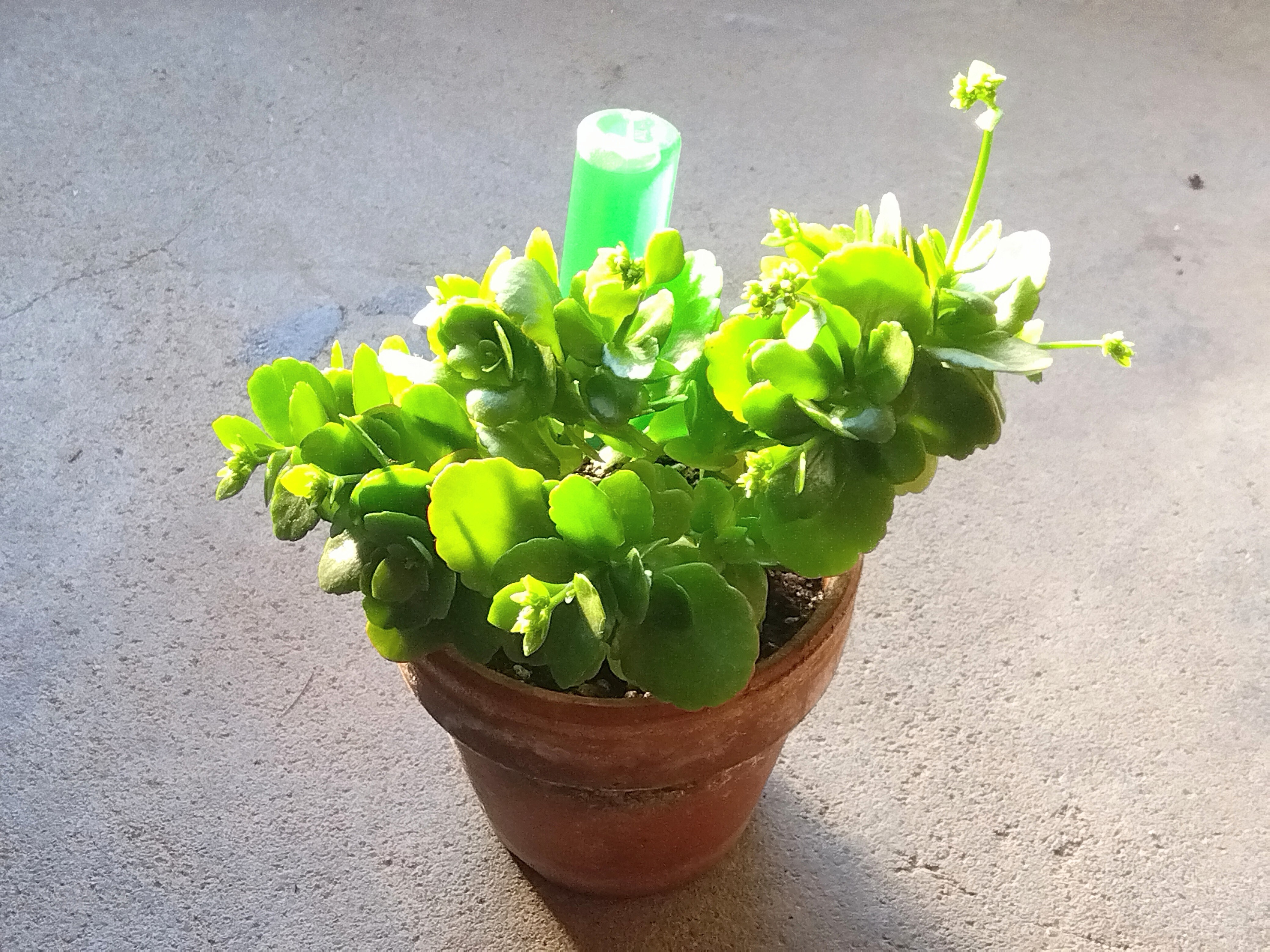 カランコエの赤に蕾が付きました | CAINZ DIY Square