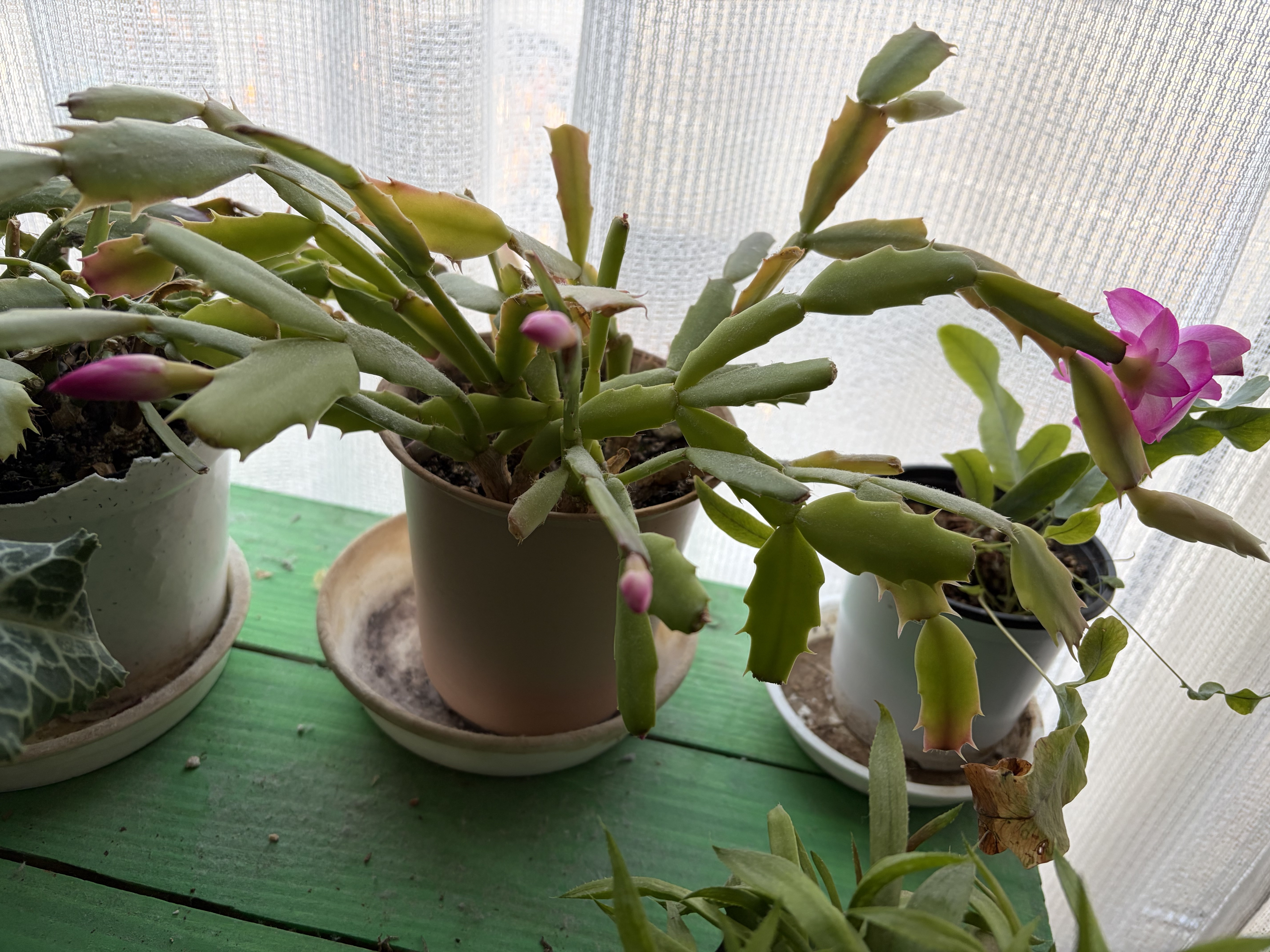 シャコバサボテン | CAINZ DIY Square