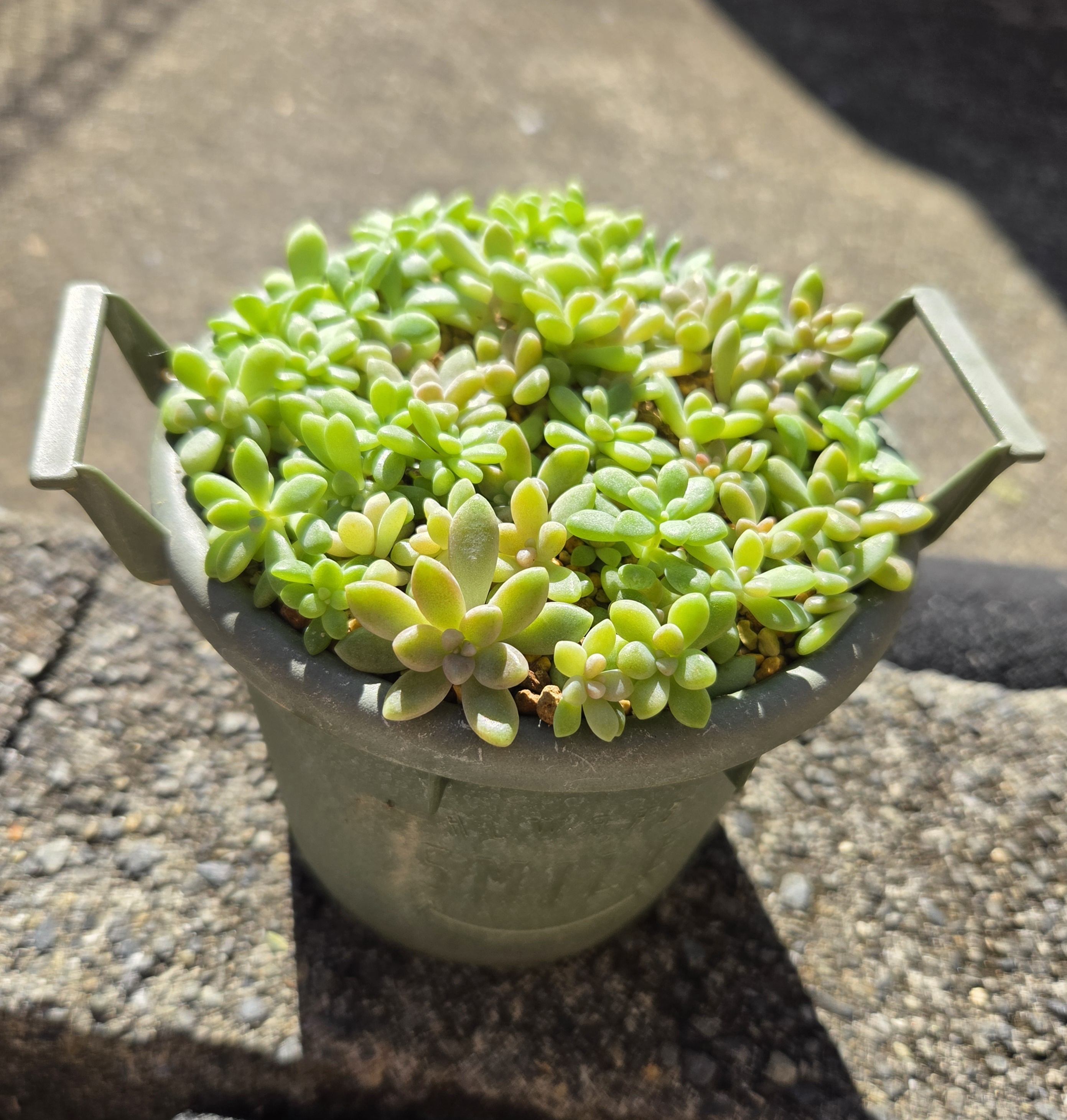多肉植物 姫秀麗A 姫秀麗 | CAINZ DIY Square