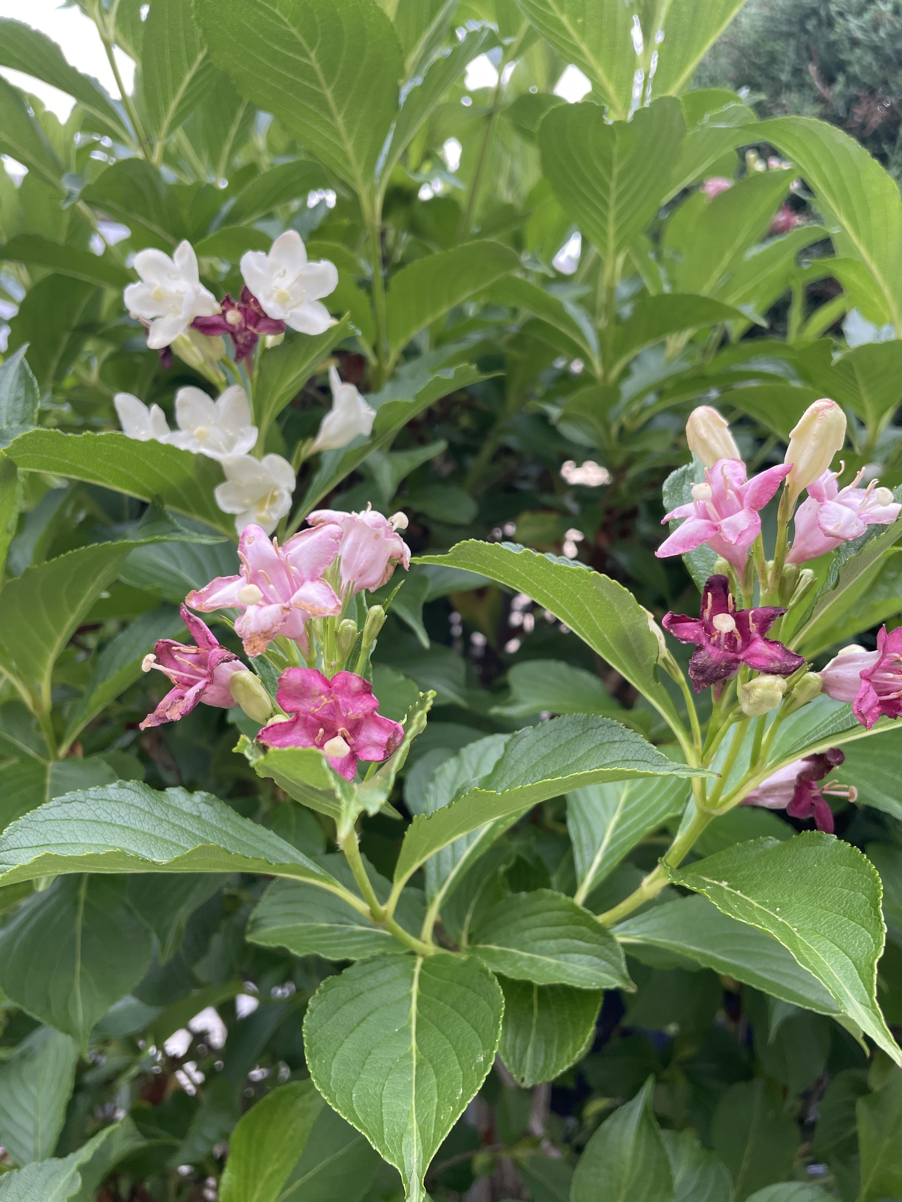 ウツギの花が咲き出しました | CAINZ DIY Square