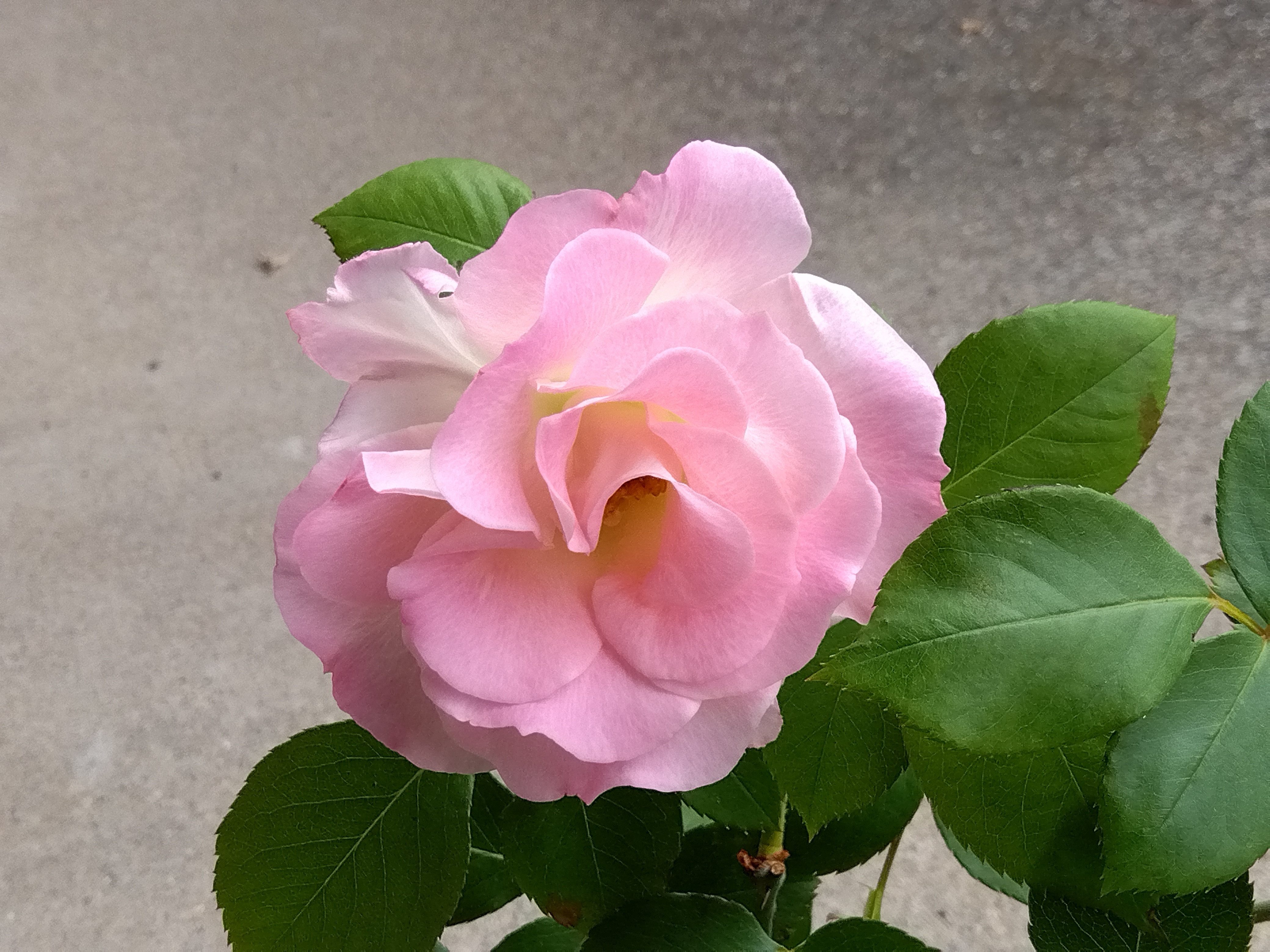 鉢植えの薔薇が咲きました | CAINZ DIY Square
