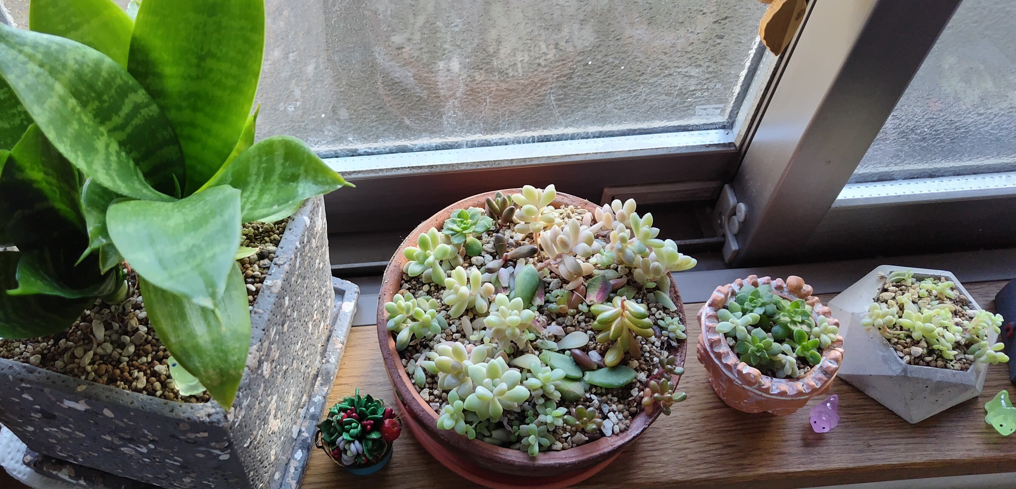 友人から譲り受けた多肉植物を増やしてます | CAINZ DIY Square