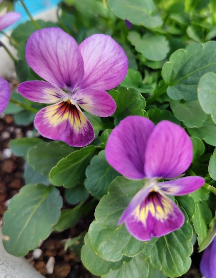 ●良品☆スワロフスキー　Drina　Violet　花　ドリナ　バイオレット 9 ○良品☆スワロフスキー 良品スワロフスキー Drina Violet 花 ドリナ