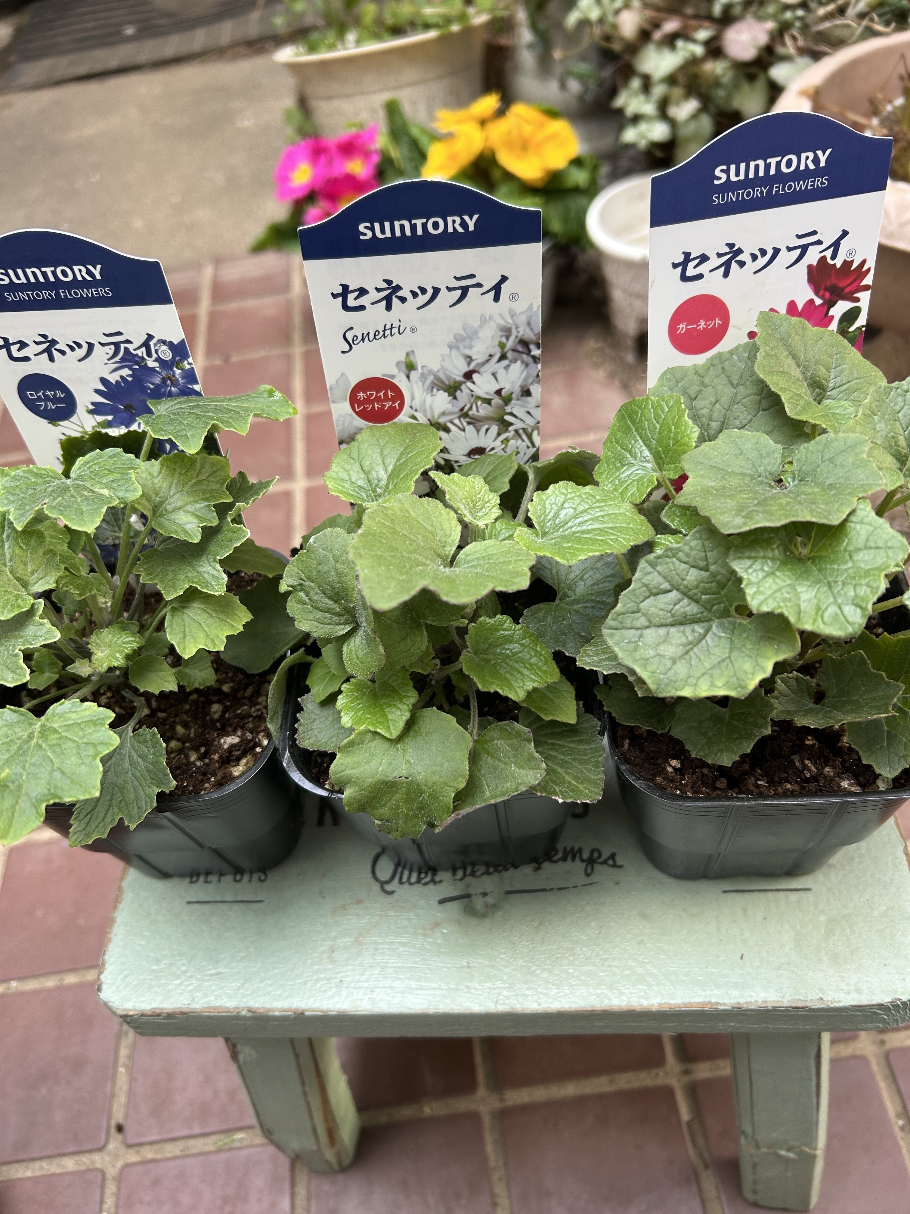 春苗セネッティお迎えしたよ🙌 | SUNSUNガーデン