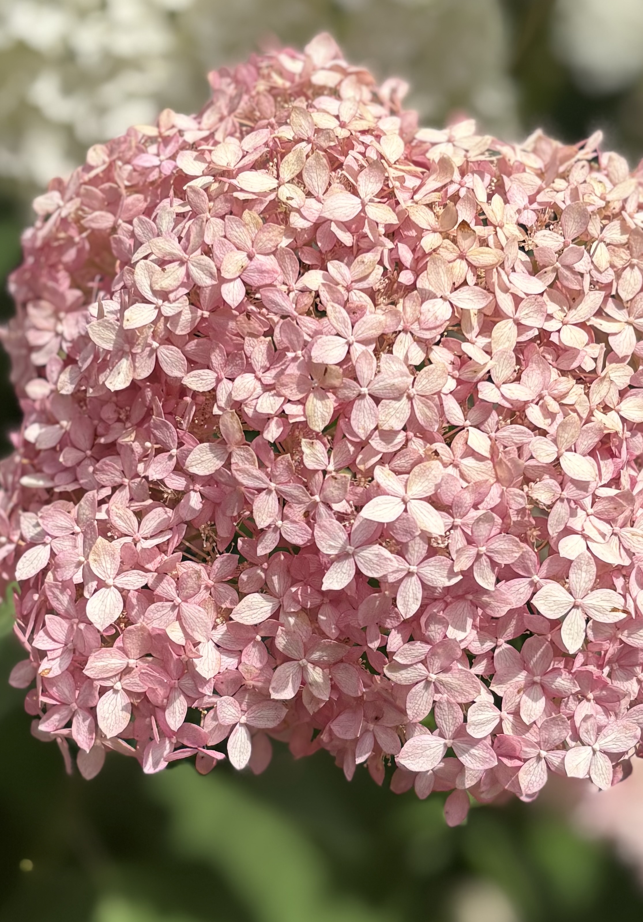 6f09c138-9374-4f9e-bf7c-