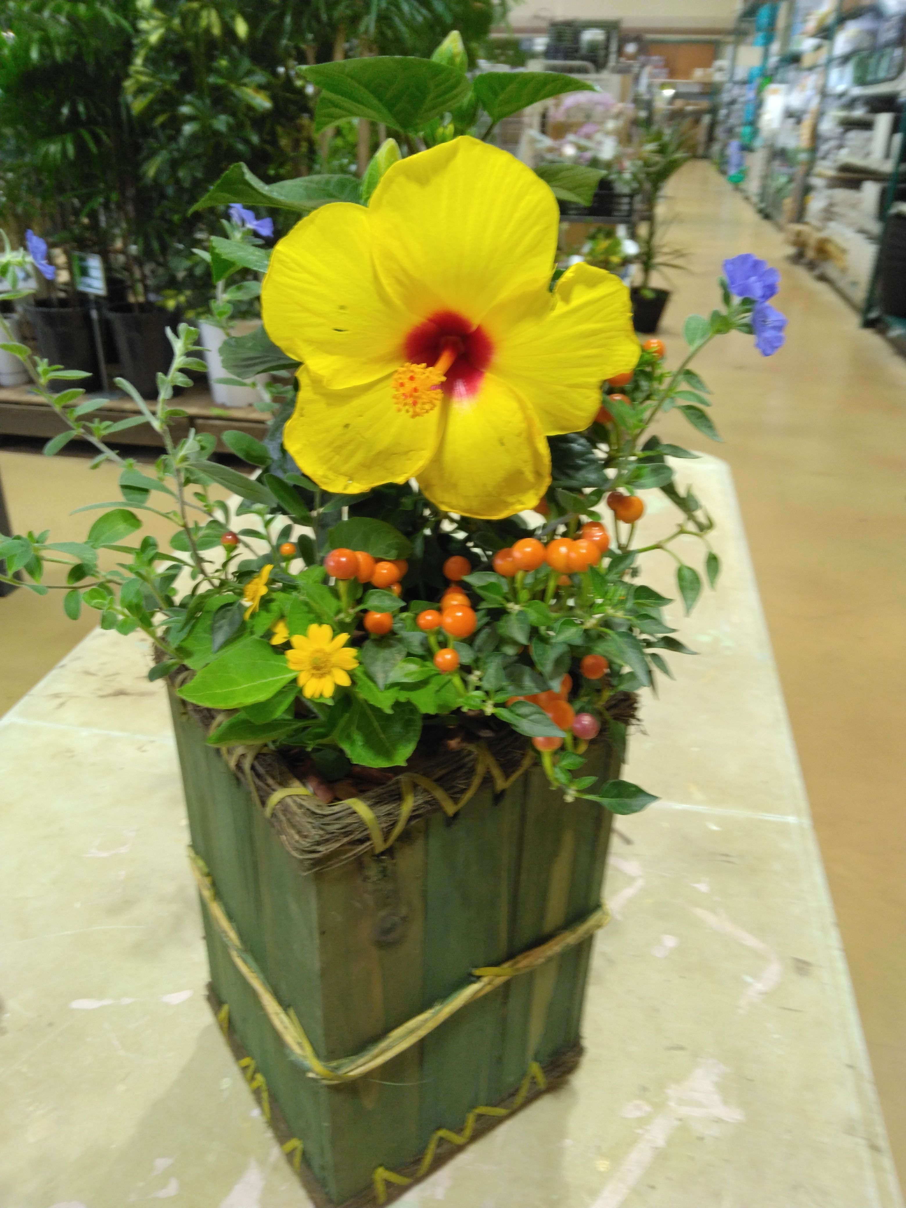 ハイビスカスの寄せ植え | CAINZ DIY Square ハイビスカスの寄せ植え | CAINZ DIY Square