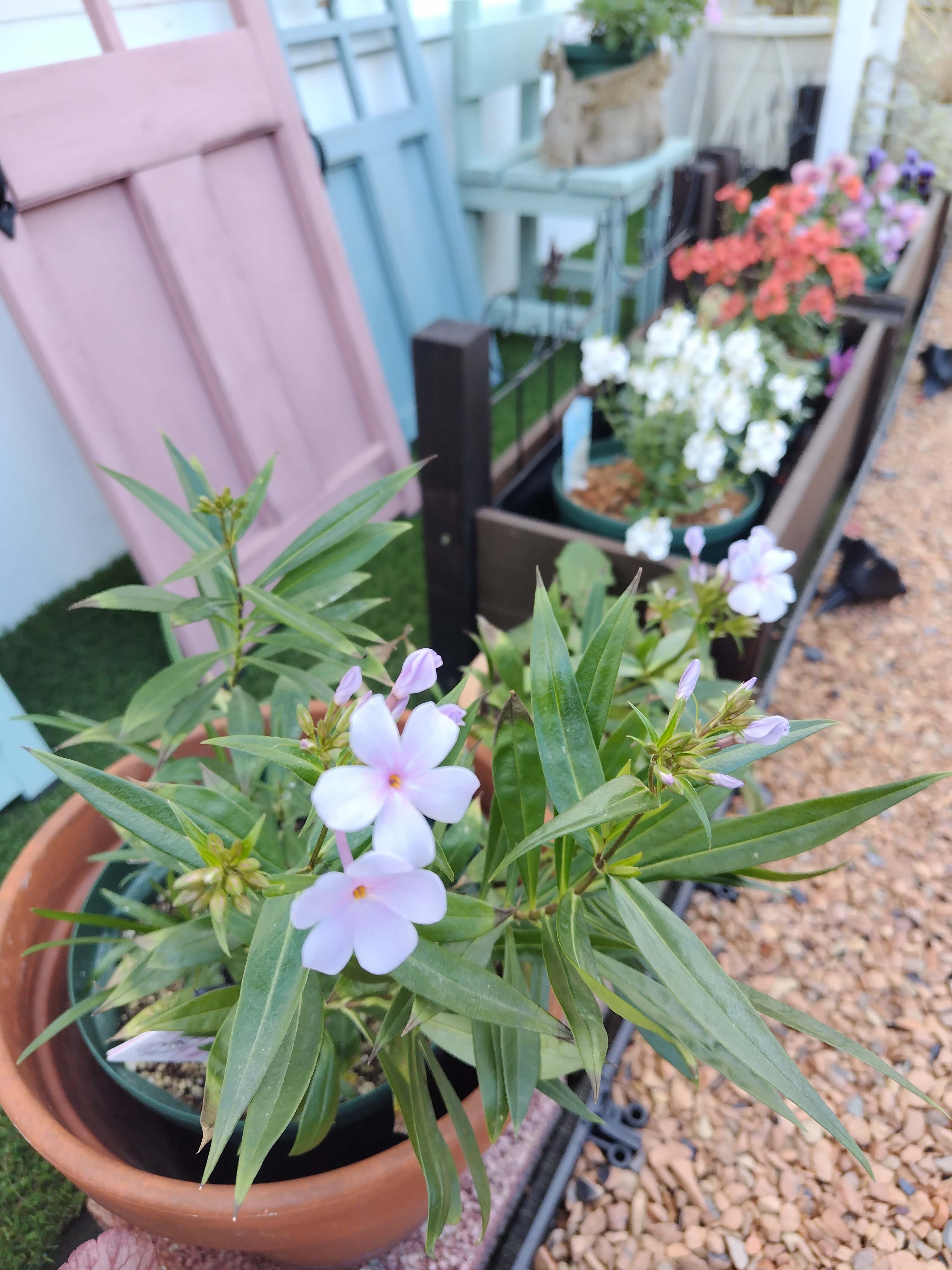 真冬に咲く「フロックス」たち | CAINZ DIY Square