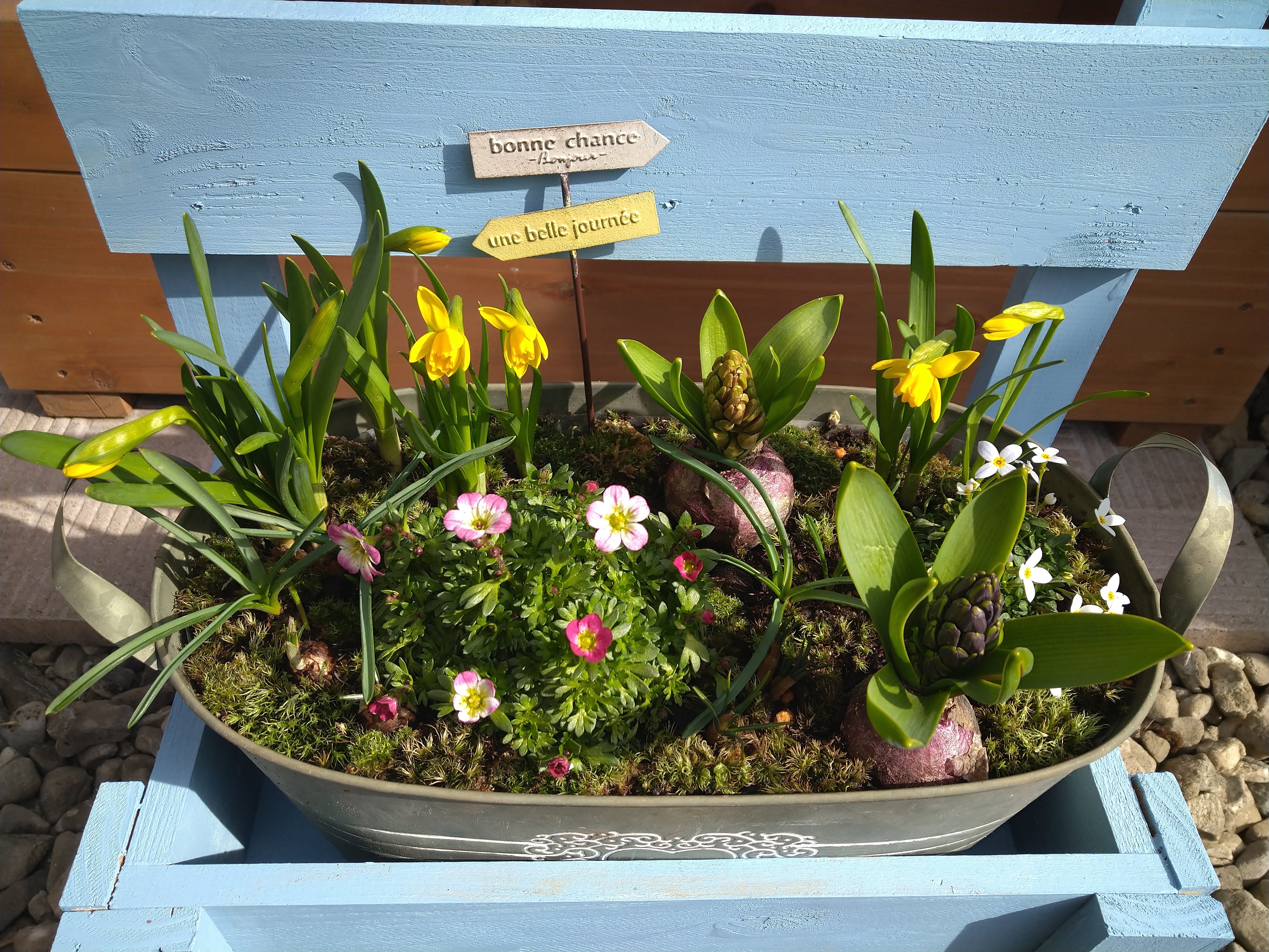 芽出し球根の寄せ植え | CAINZ DIY Square