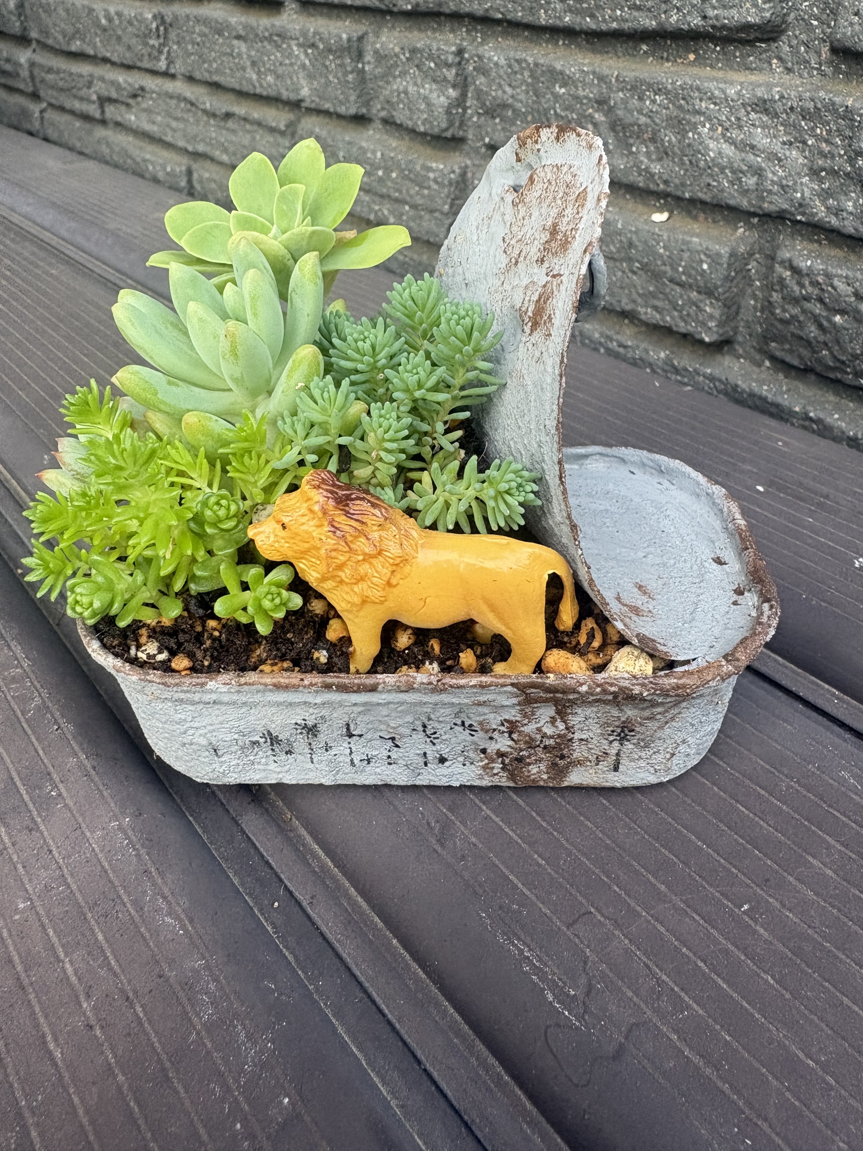 多肉植物の寄せ植え🪴 | CAINZ DIY Square
