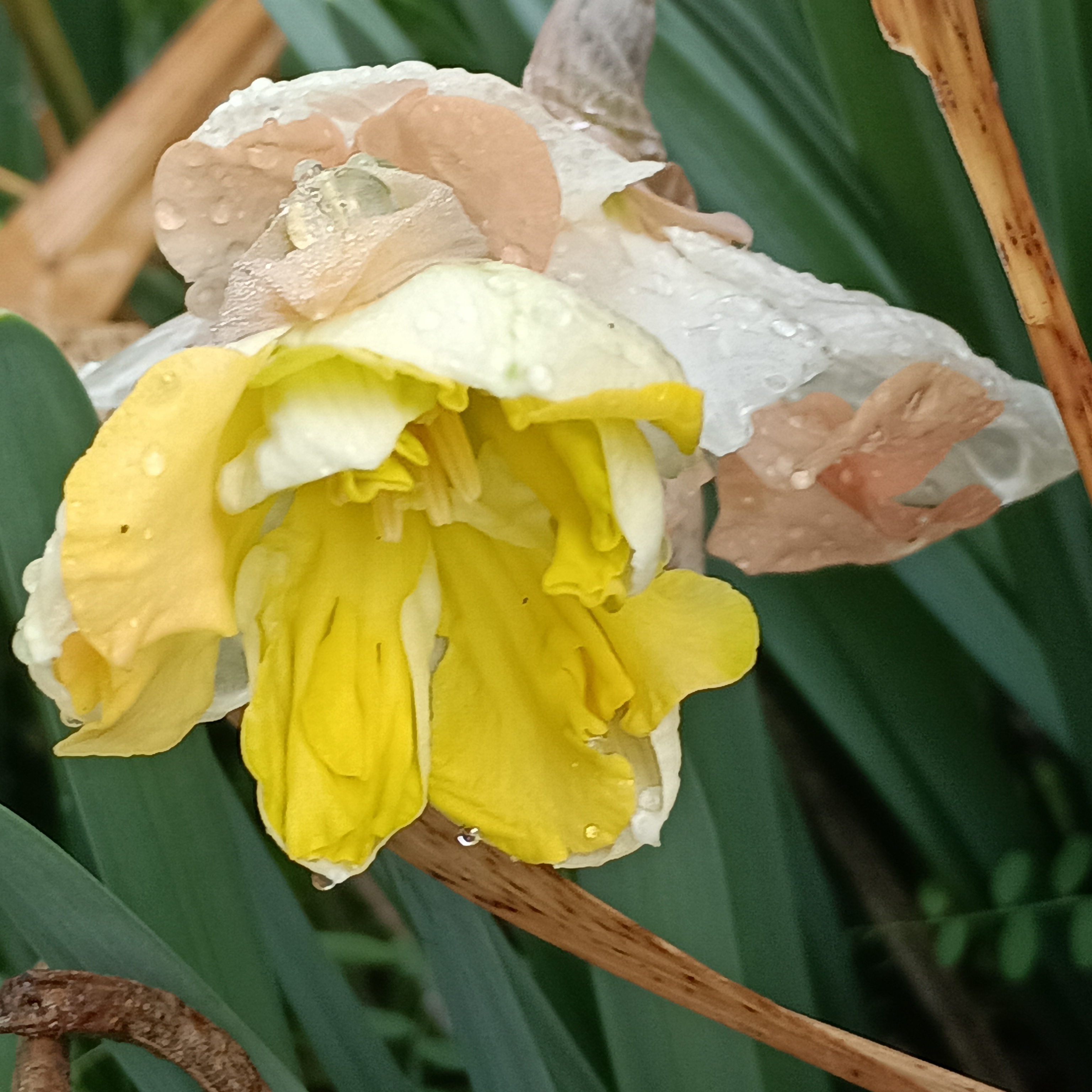 変わった水仙咲き始めた！ | CAINZ DIY Square