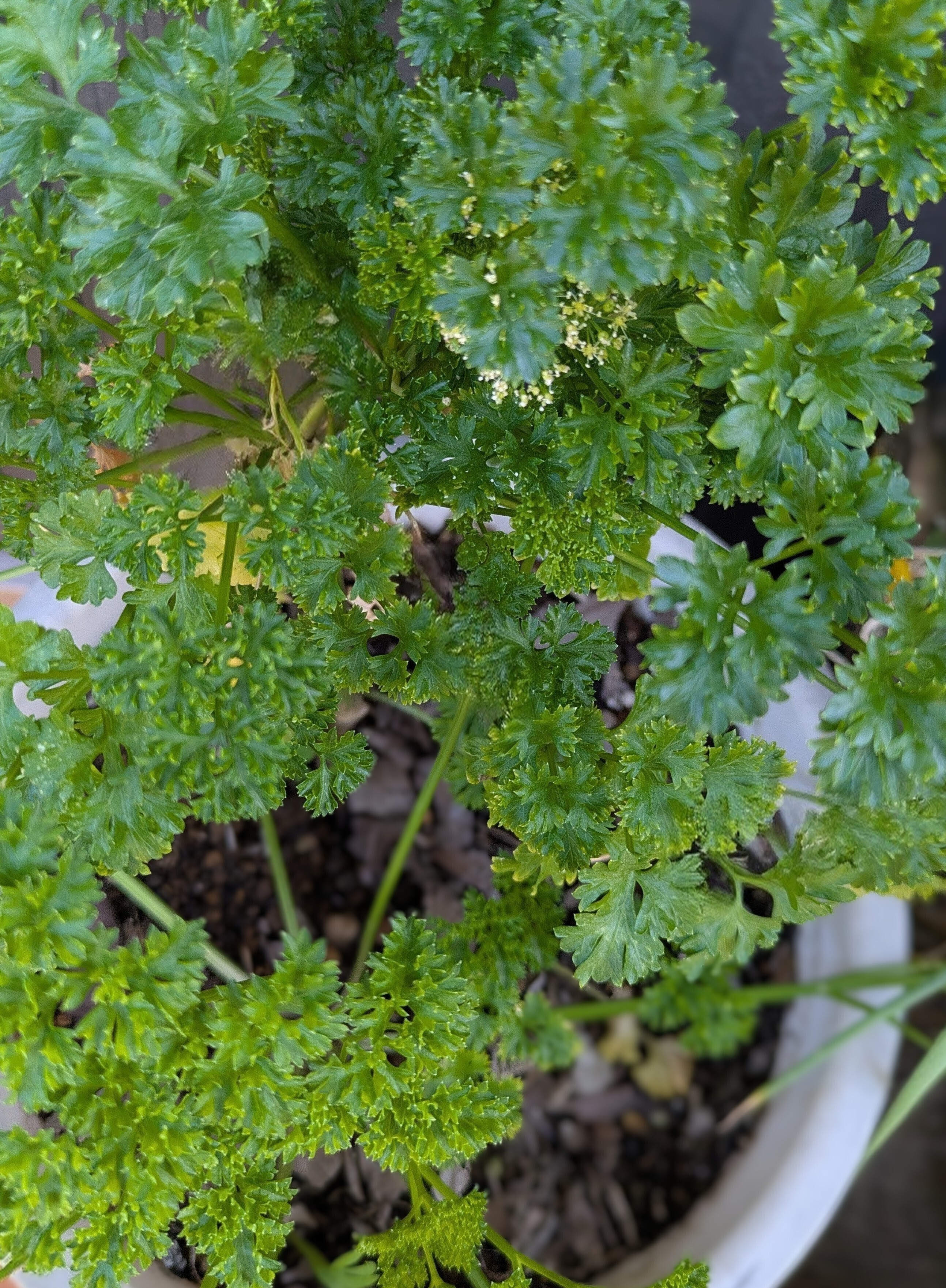パセリ 寒さに強いパセリ | CAINZ DIY Square