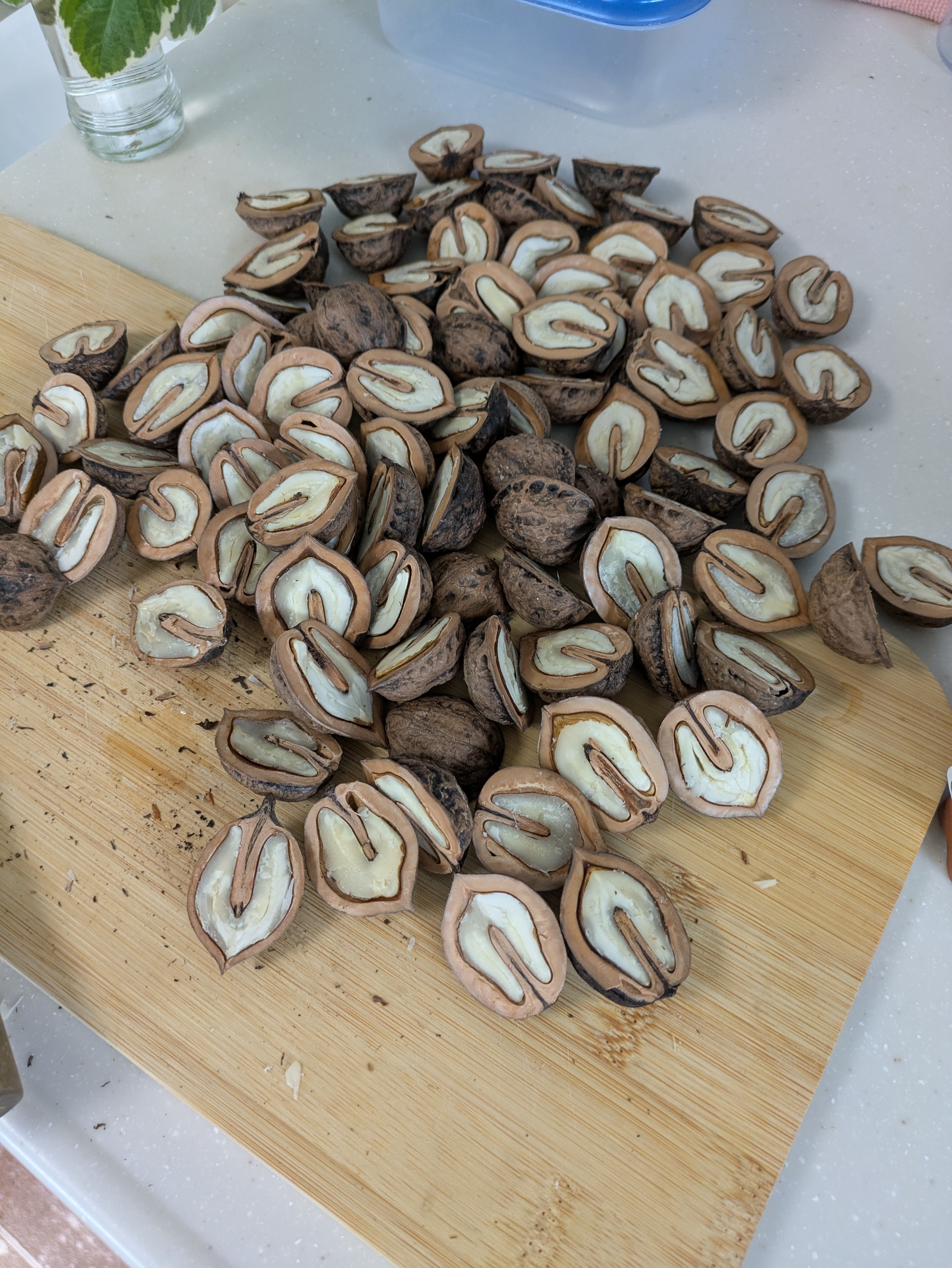 鬼胡桃 | CAINZ DIY Square