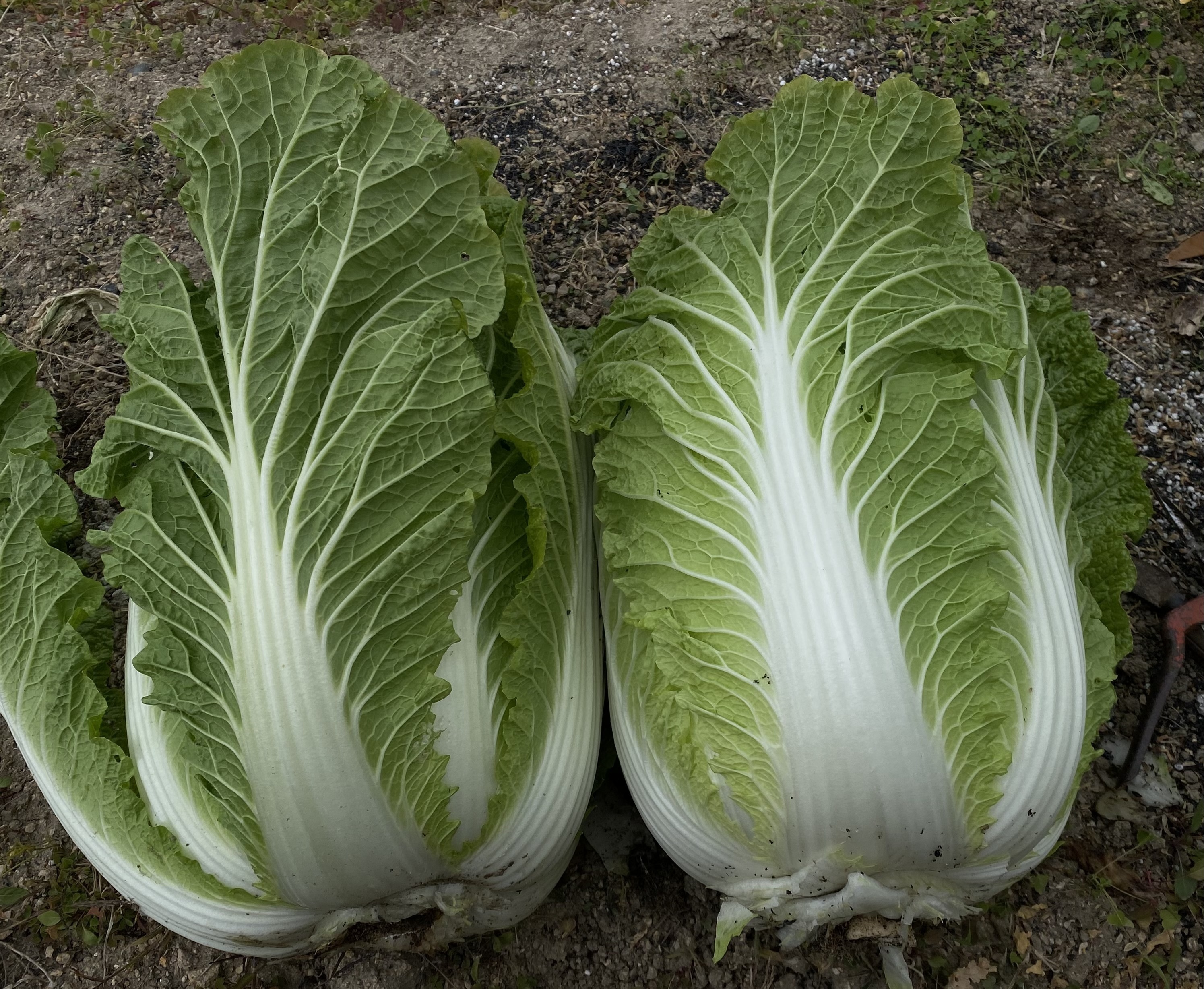 白菜収穫 | CAINZ DIY Square