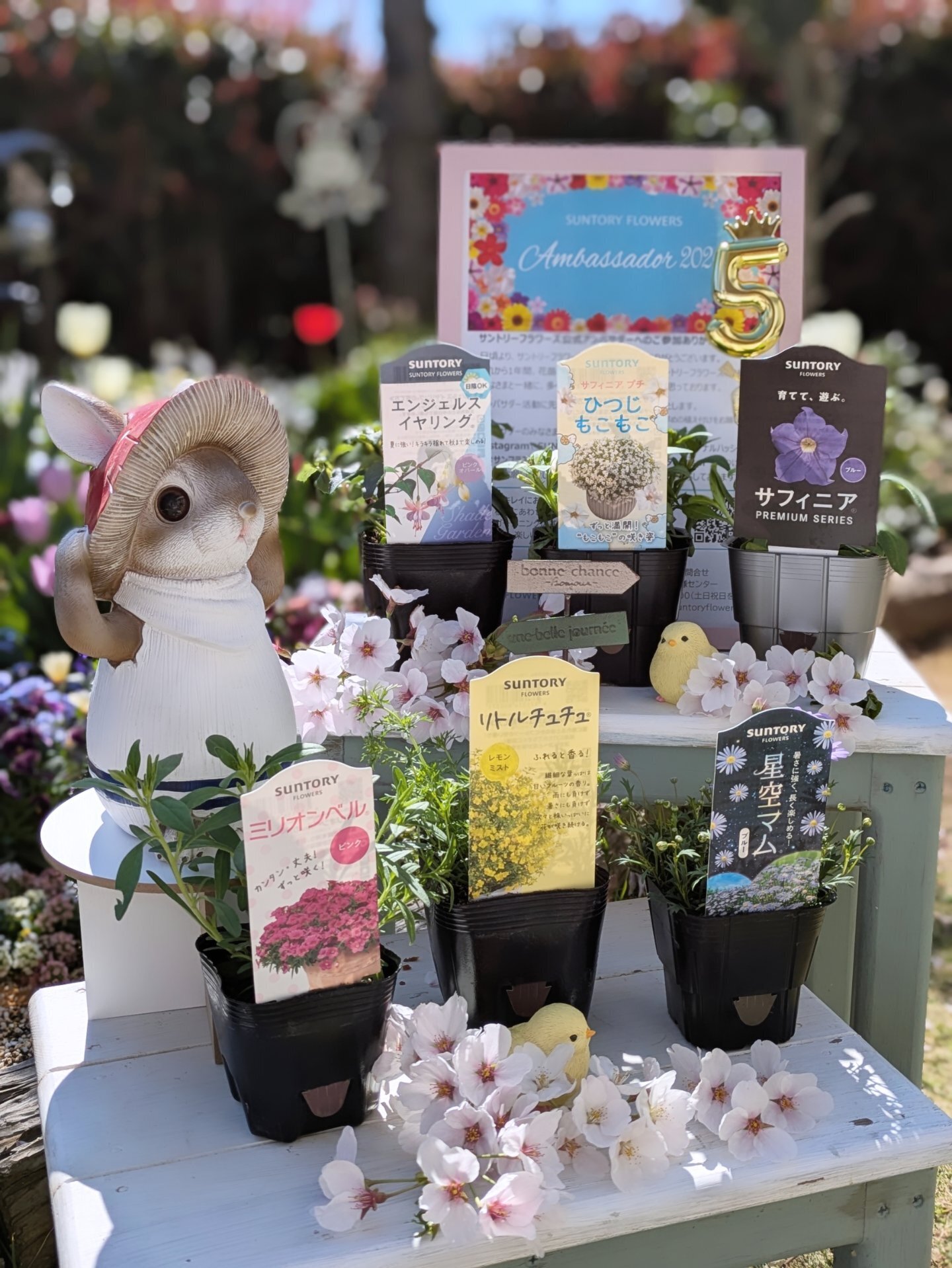ぱぱさん専用 / Floraison 第5期サンフラアンバサダー始動🌱 | SUNSUNガーデン
