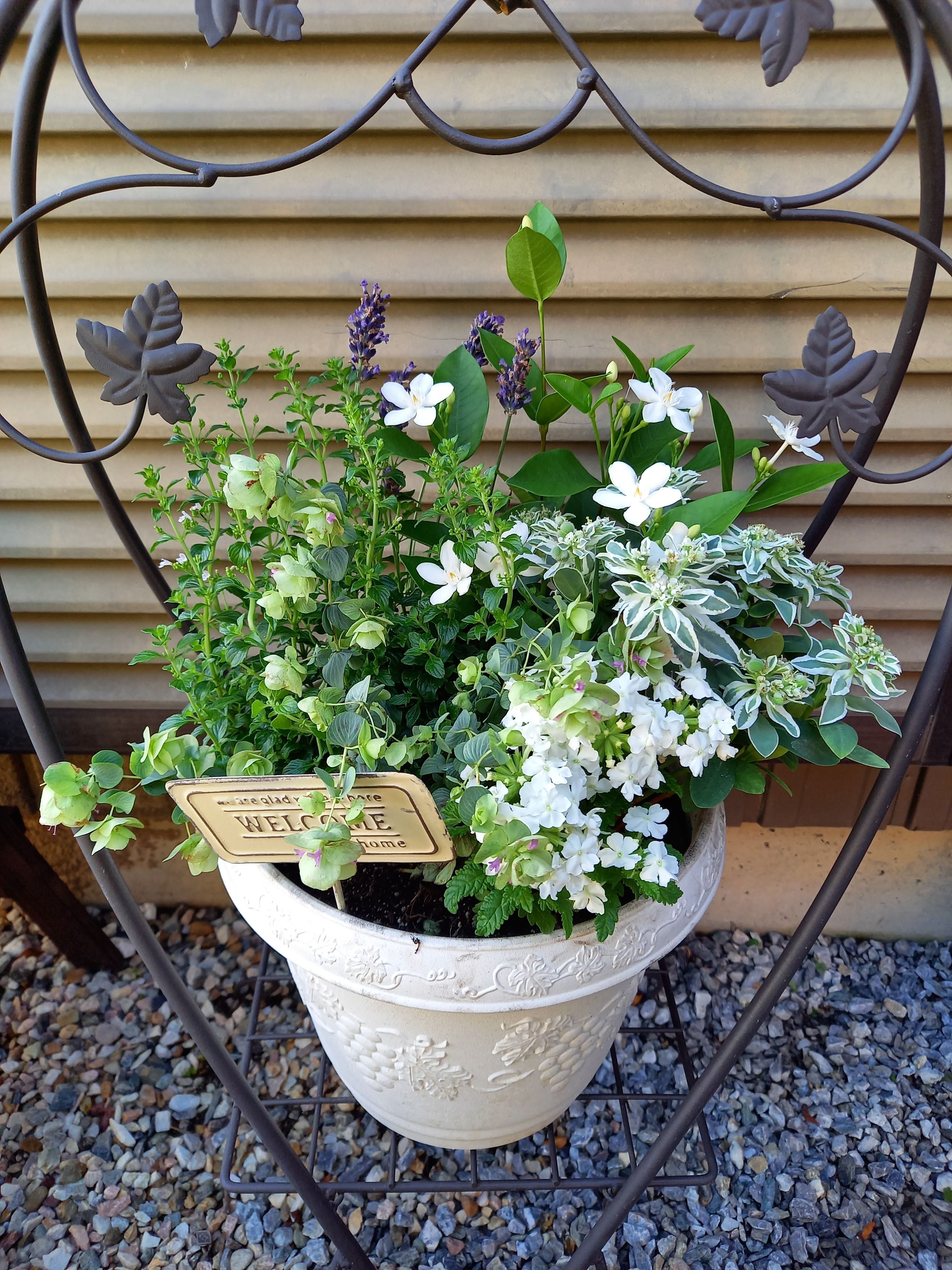 夏の寄せ植え | CAINZ DIY Square