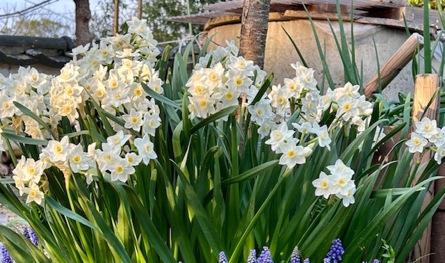 水仙植えました | CAINZ DIY Square