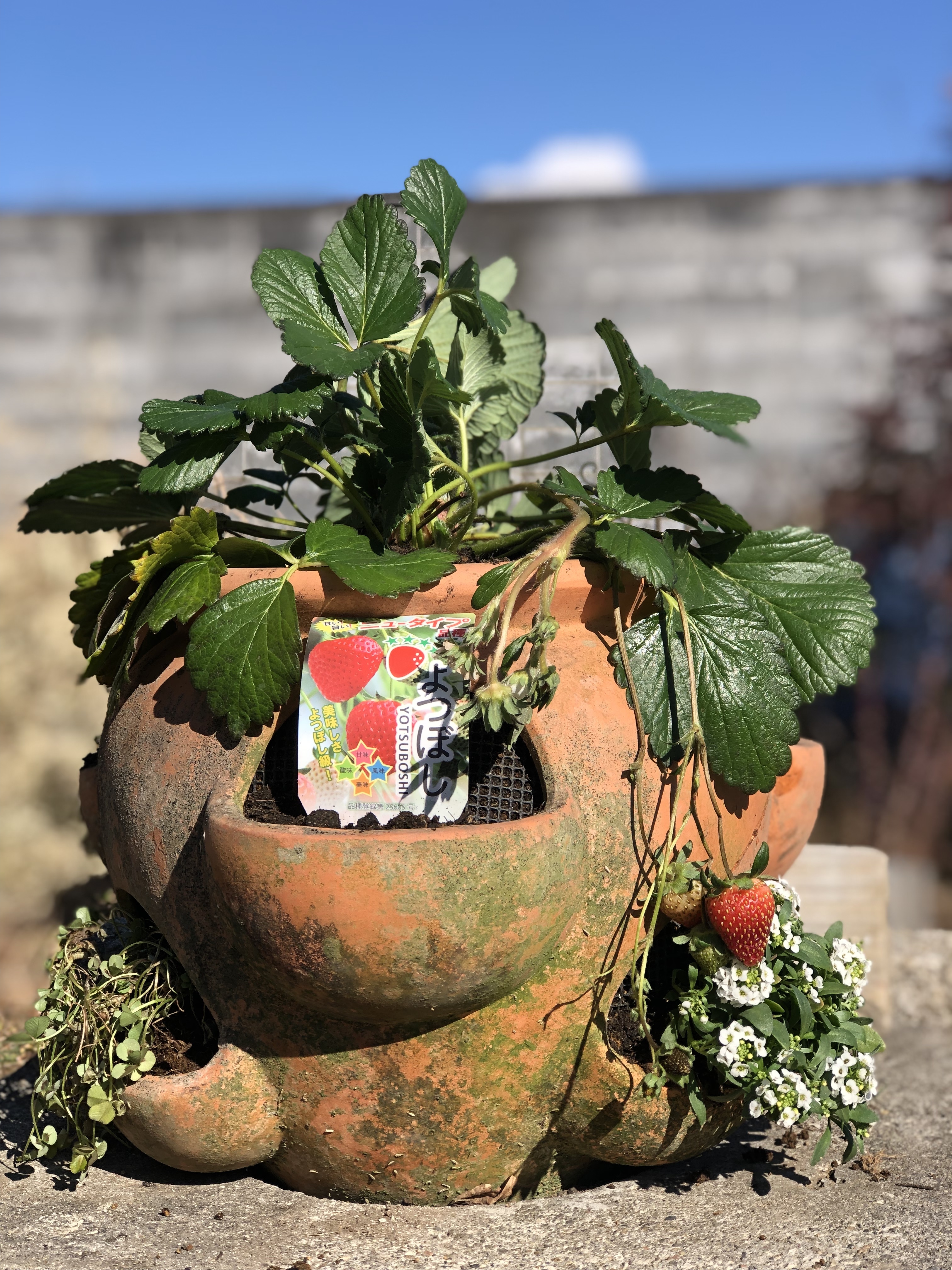 苺の植え付け♪ | CAINZ DIY Square