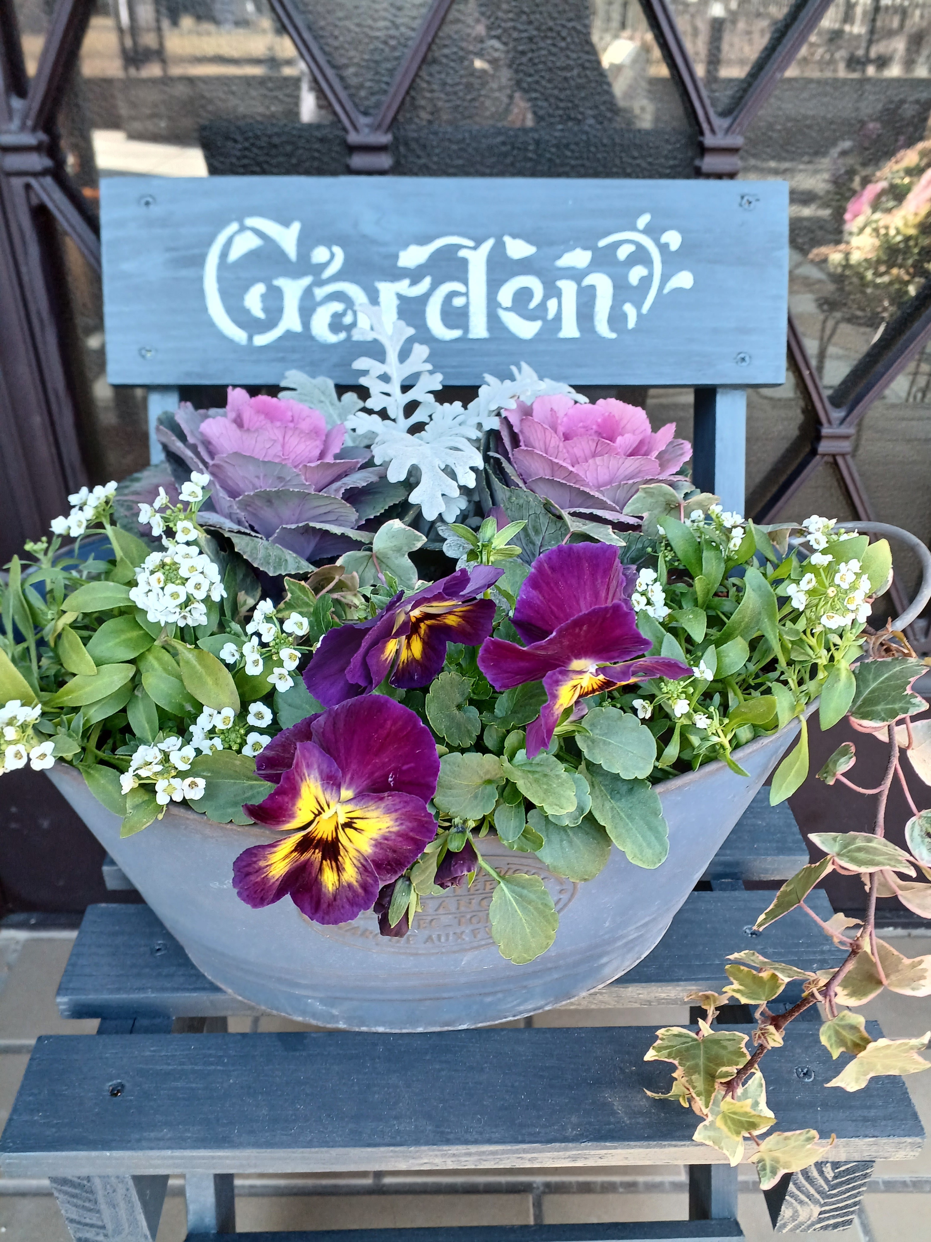 種から育てたよく咲くスミレの寄せ植え🎵 | CAINZ DIY Square