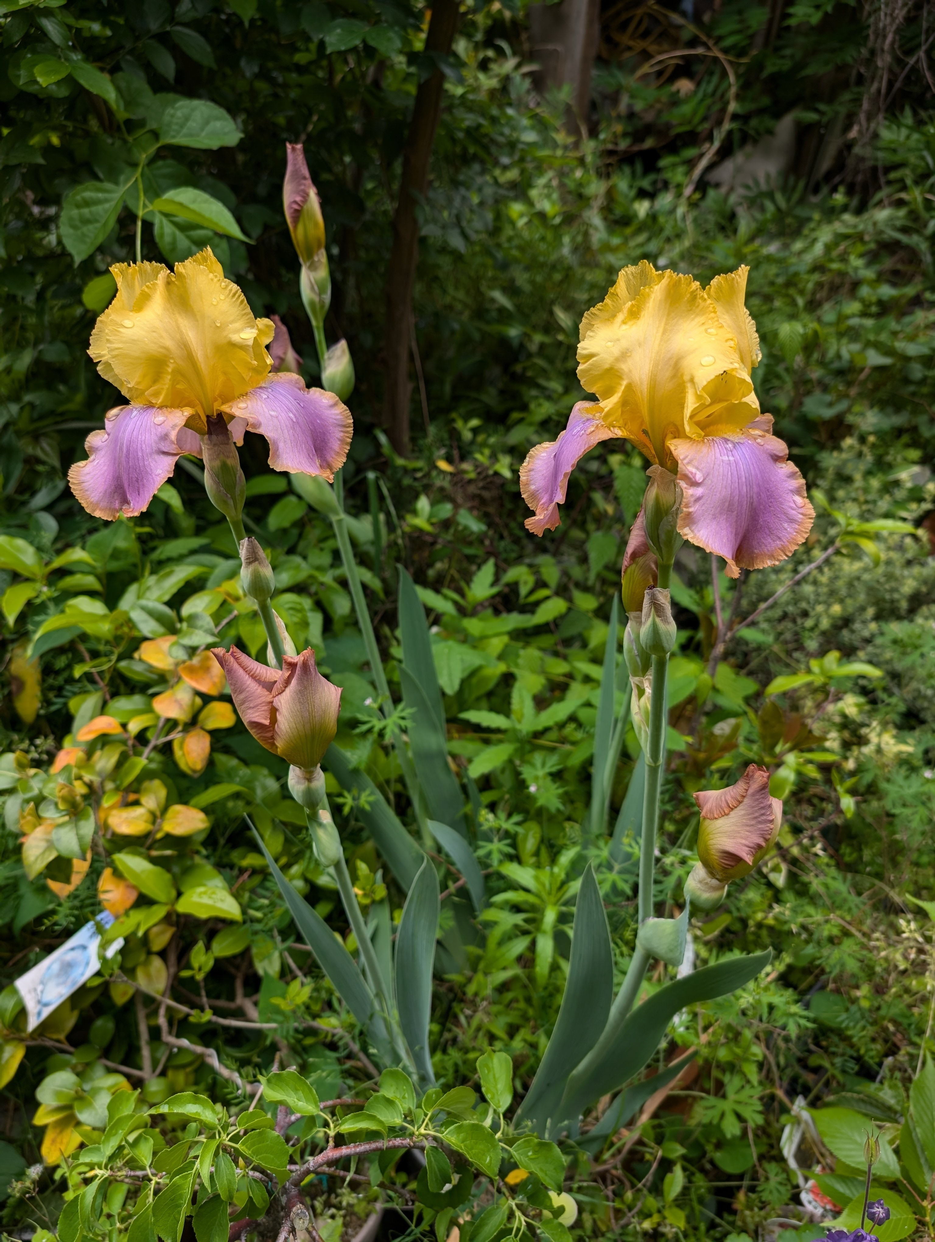 まりこジャーマンアイリス まりこジャーマンアイリス まりこジャーマンアイリス 国華園オンライン
