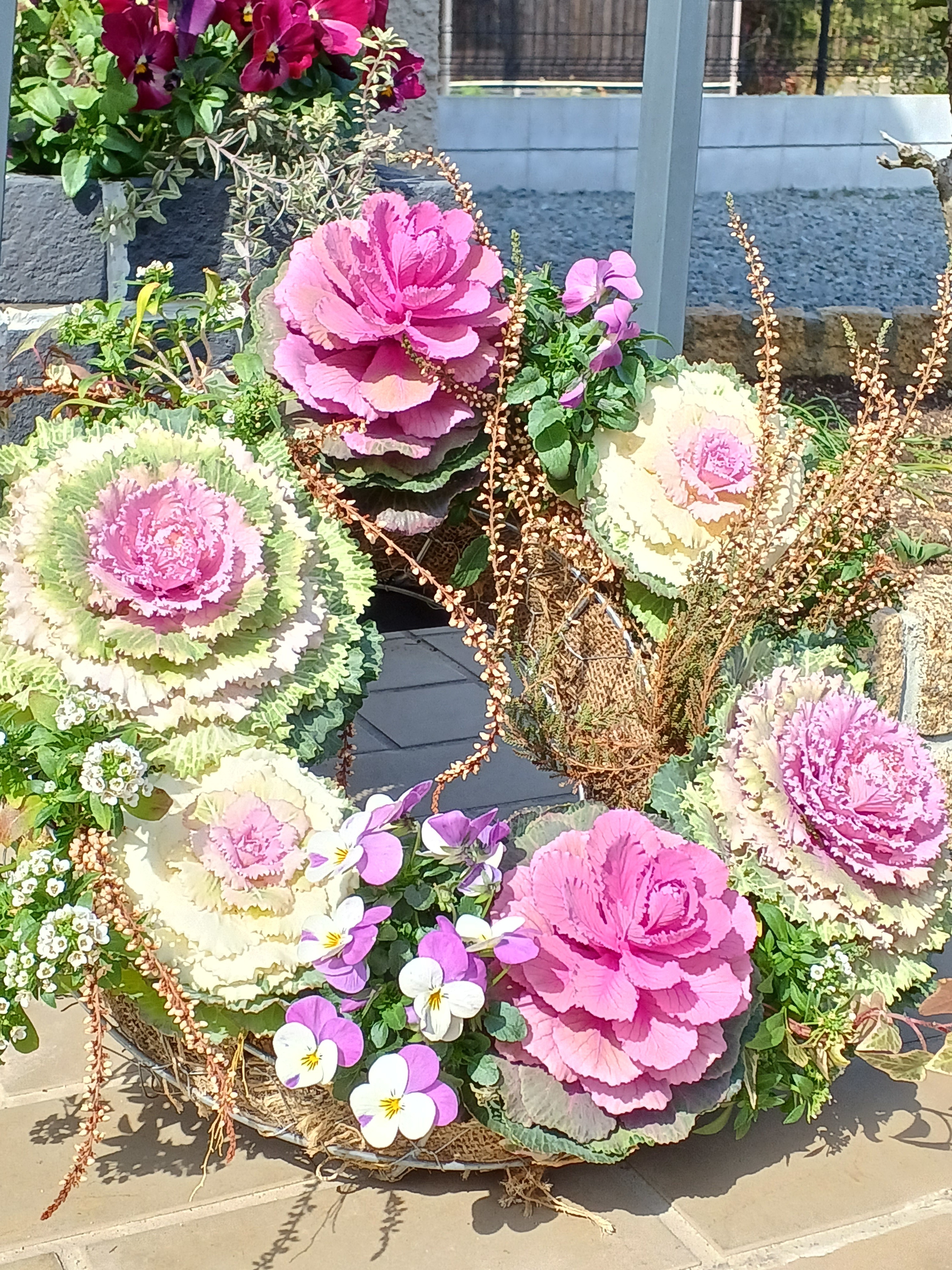 葉牡丹を使った寄せ植えその後😊 | CAINZ DIY Square