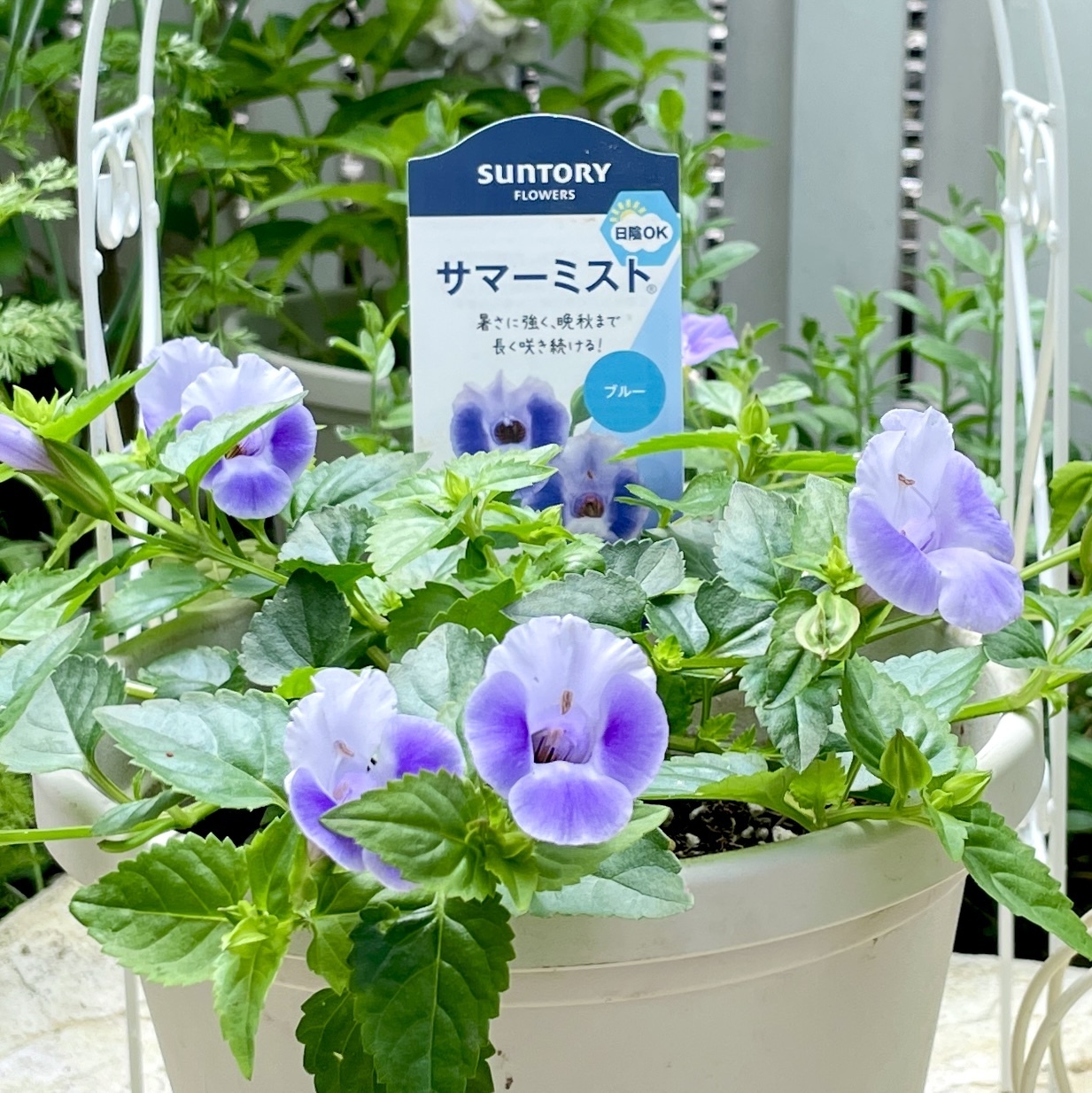 青々としたこの花は？🪻 | SUNSUNガーデン