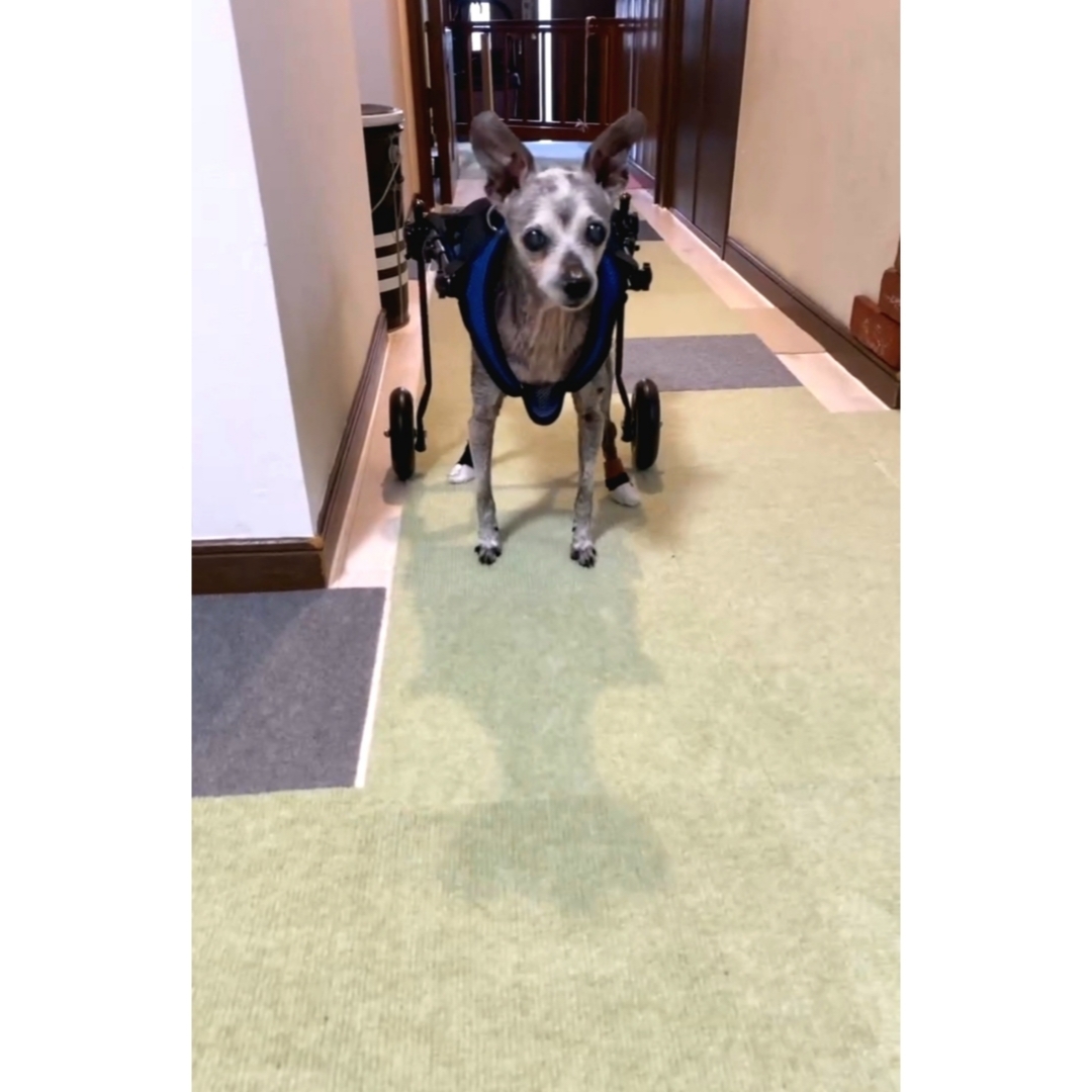 フローリングの滑り止め&老犬のオシッコ対策
