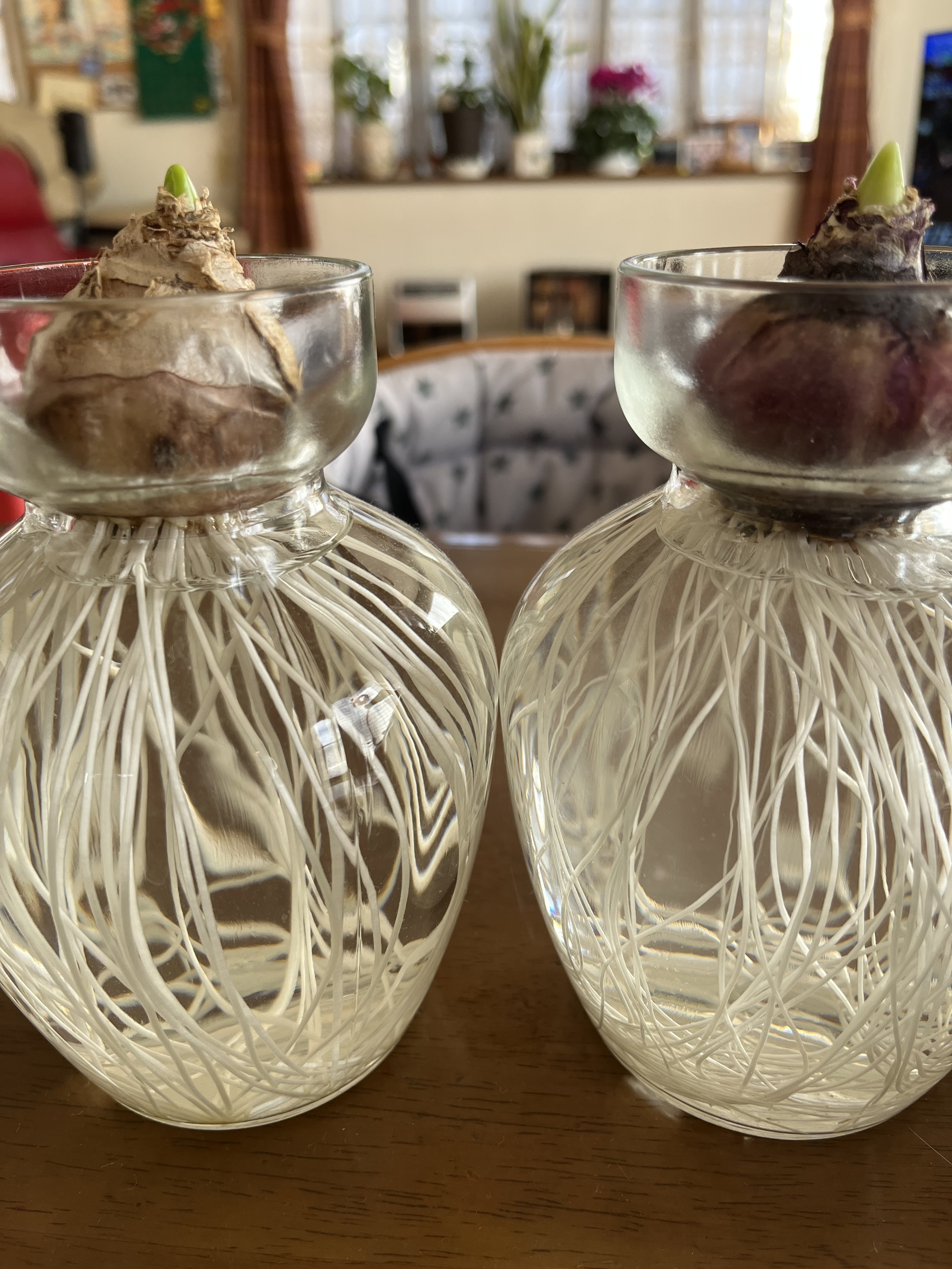 ヒヤシンスの水栽培 | CAINZ DIY Square