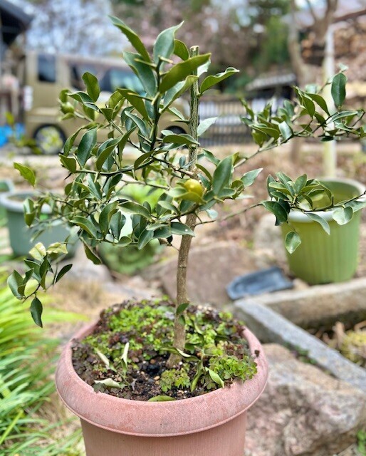 鉢植え柑橘類の植え替え | CAINZ DIY Square