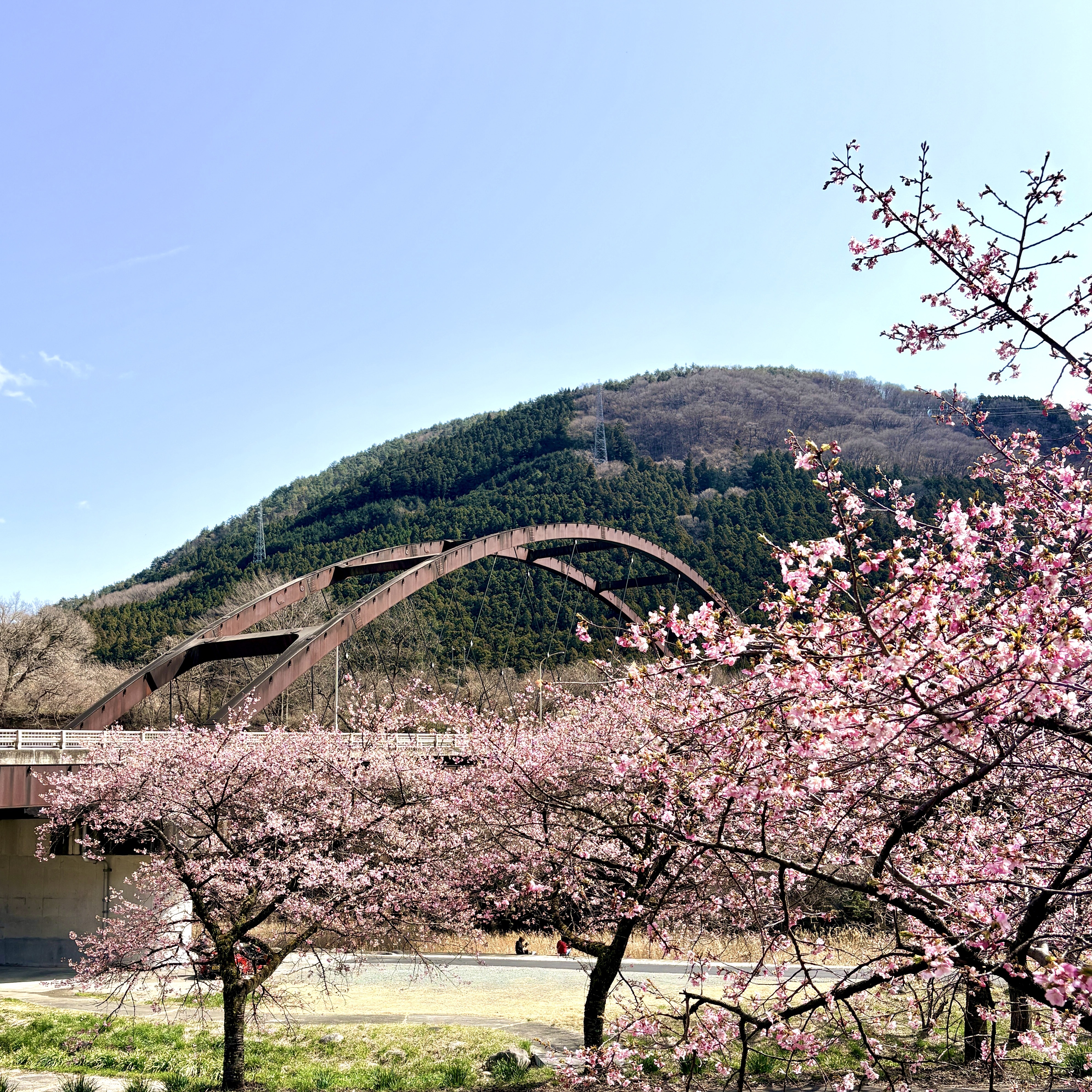 黒保根運動公園の河津桜