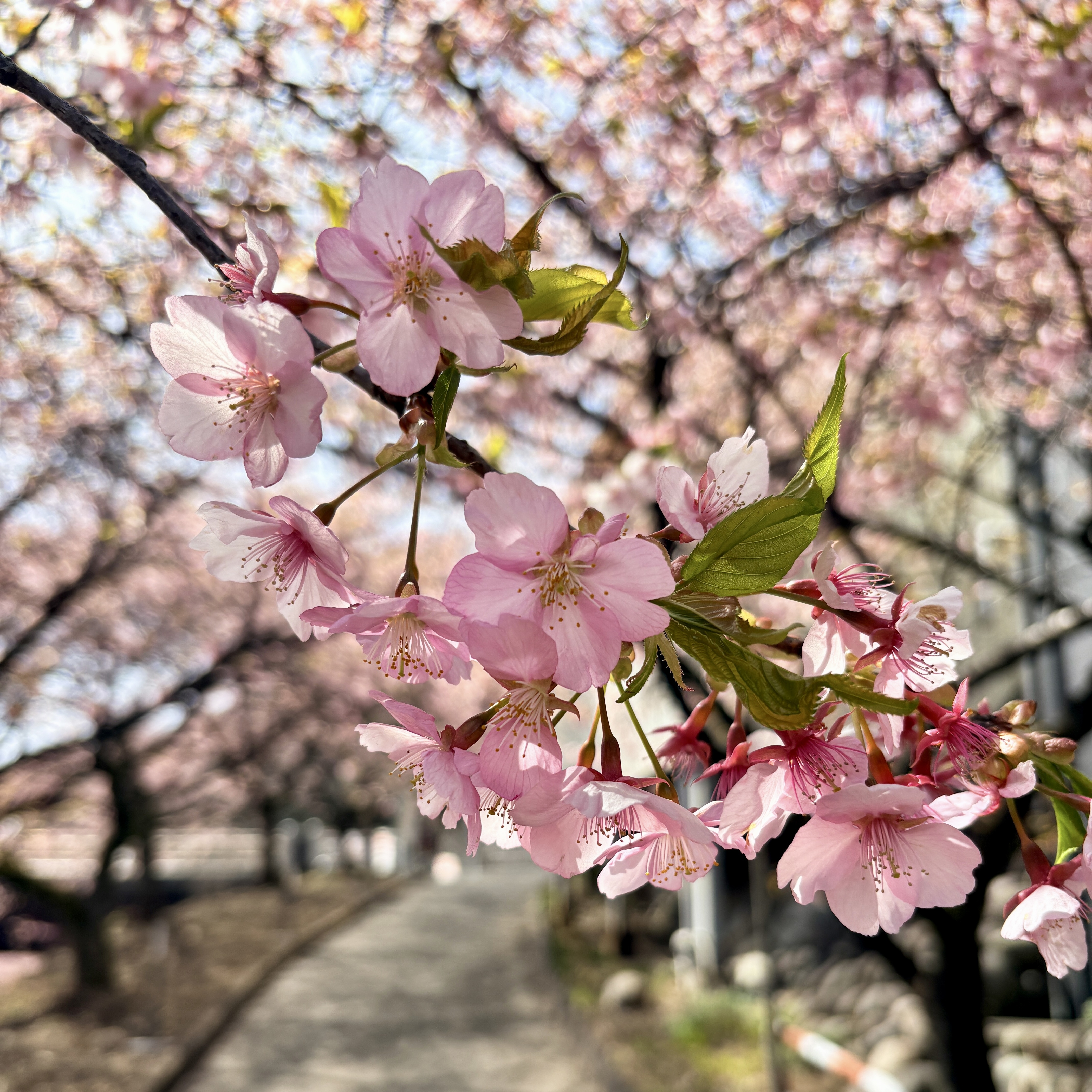 黒保根運動公園の河津桜