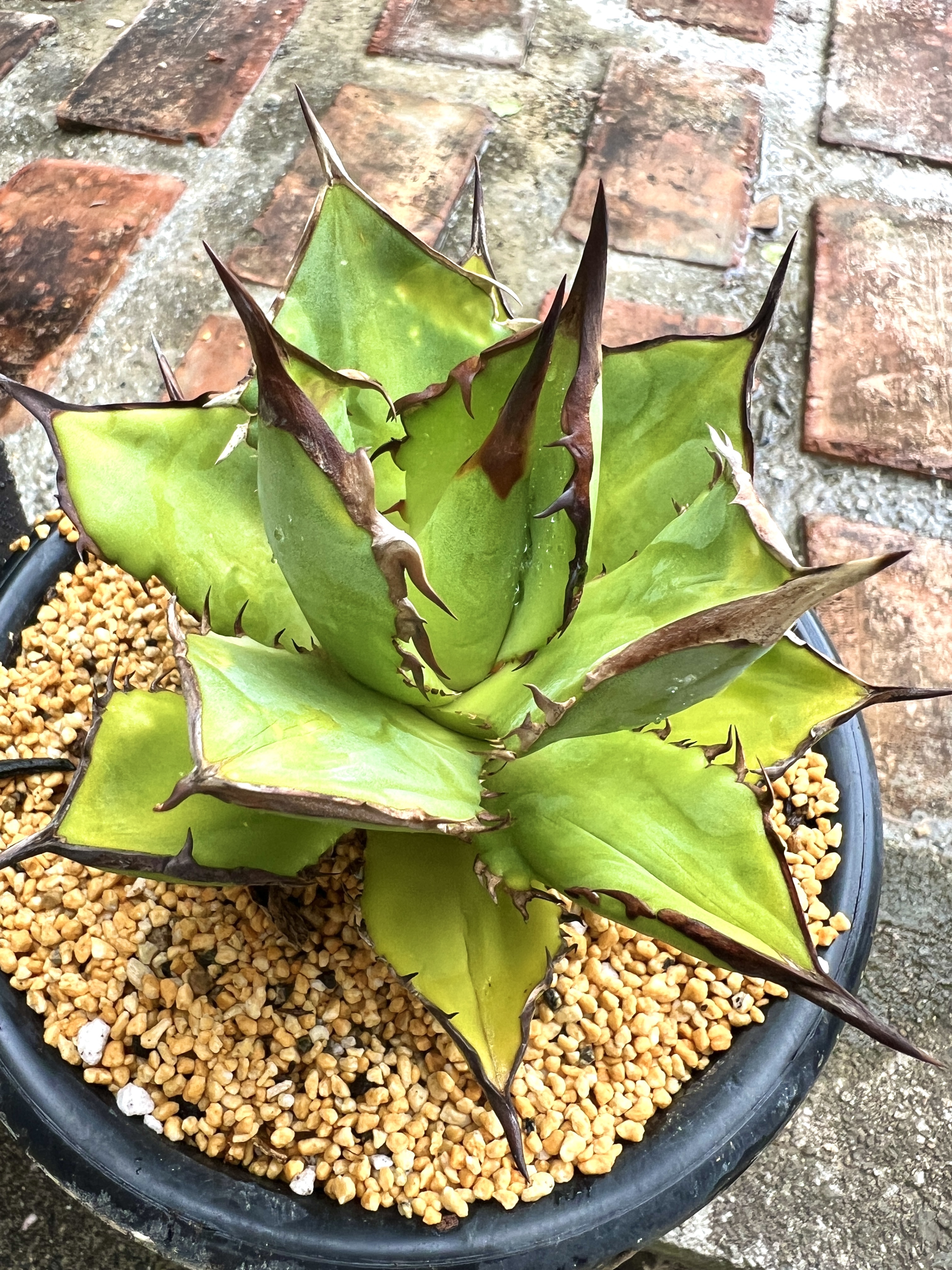 アガベの植え替え | CAINZ DIY Square