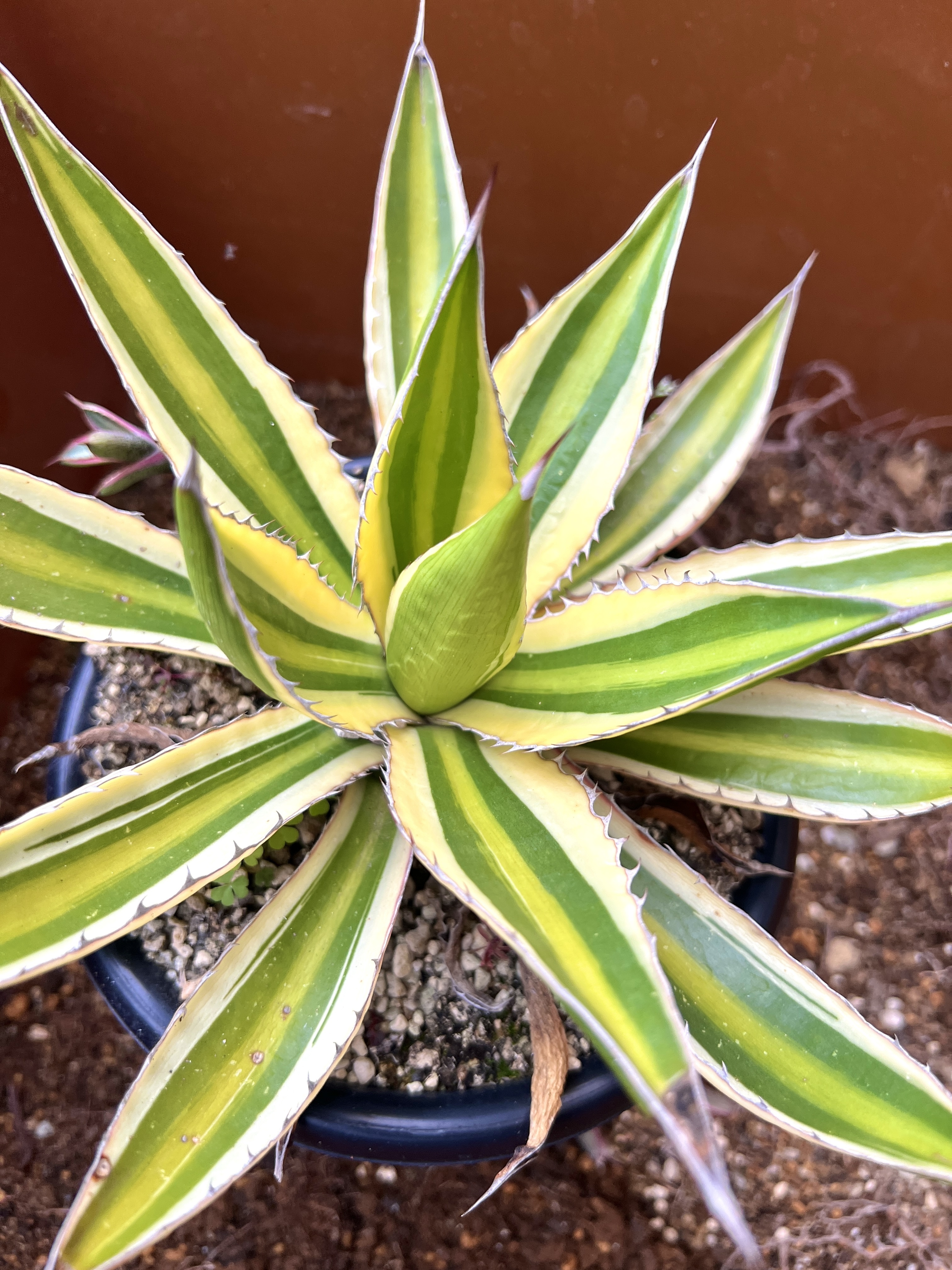 アガベの植え替え | CAINZ DIY Square