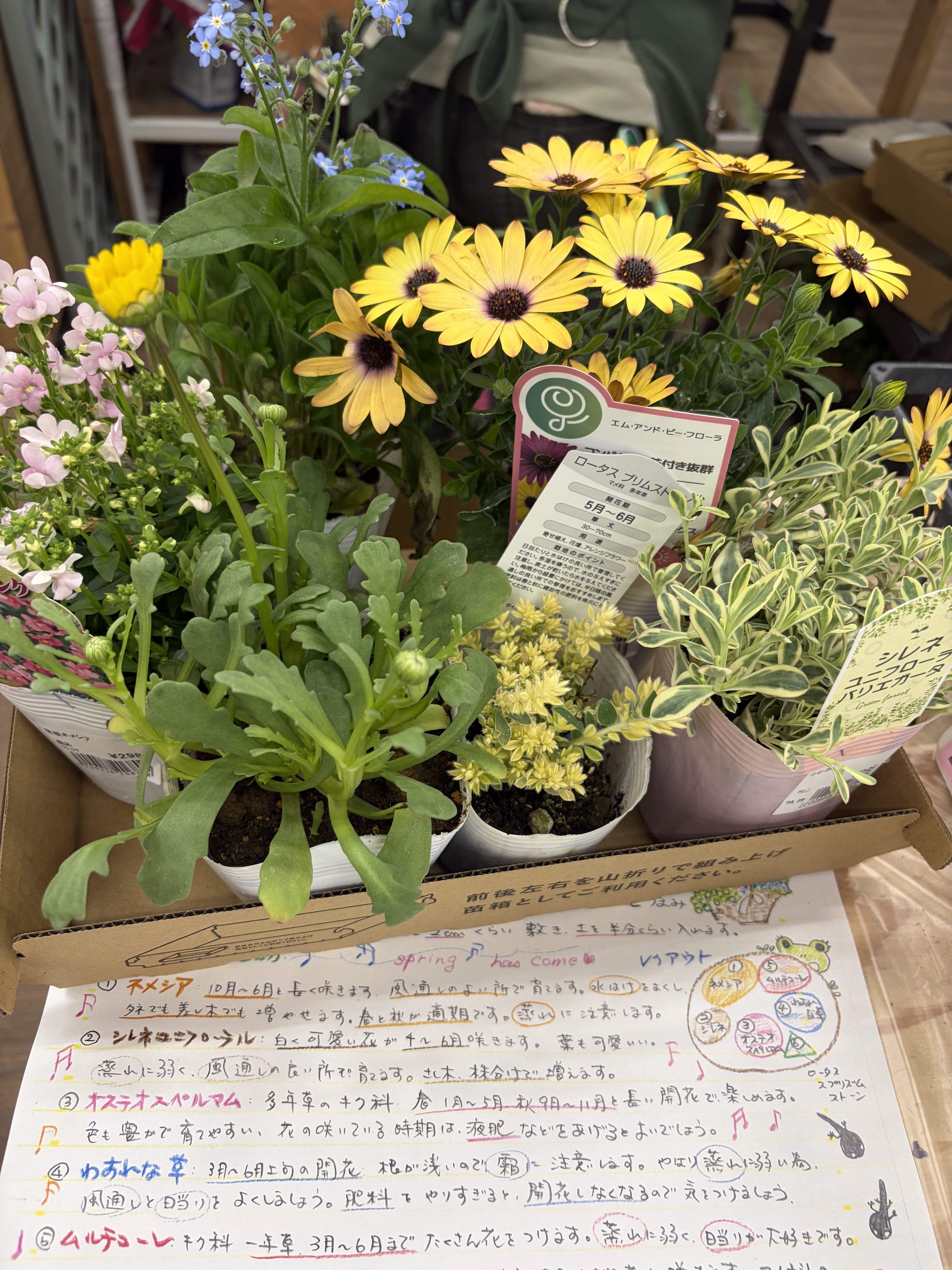 春風のバスケット寄せ植え | CAINZ DIY Square