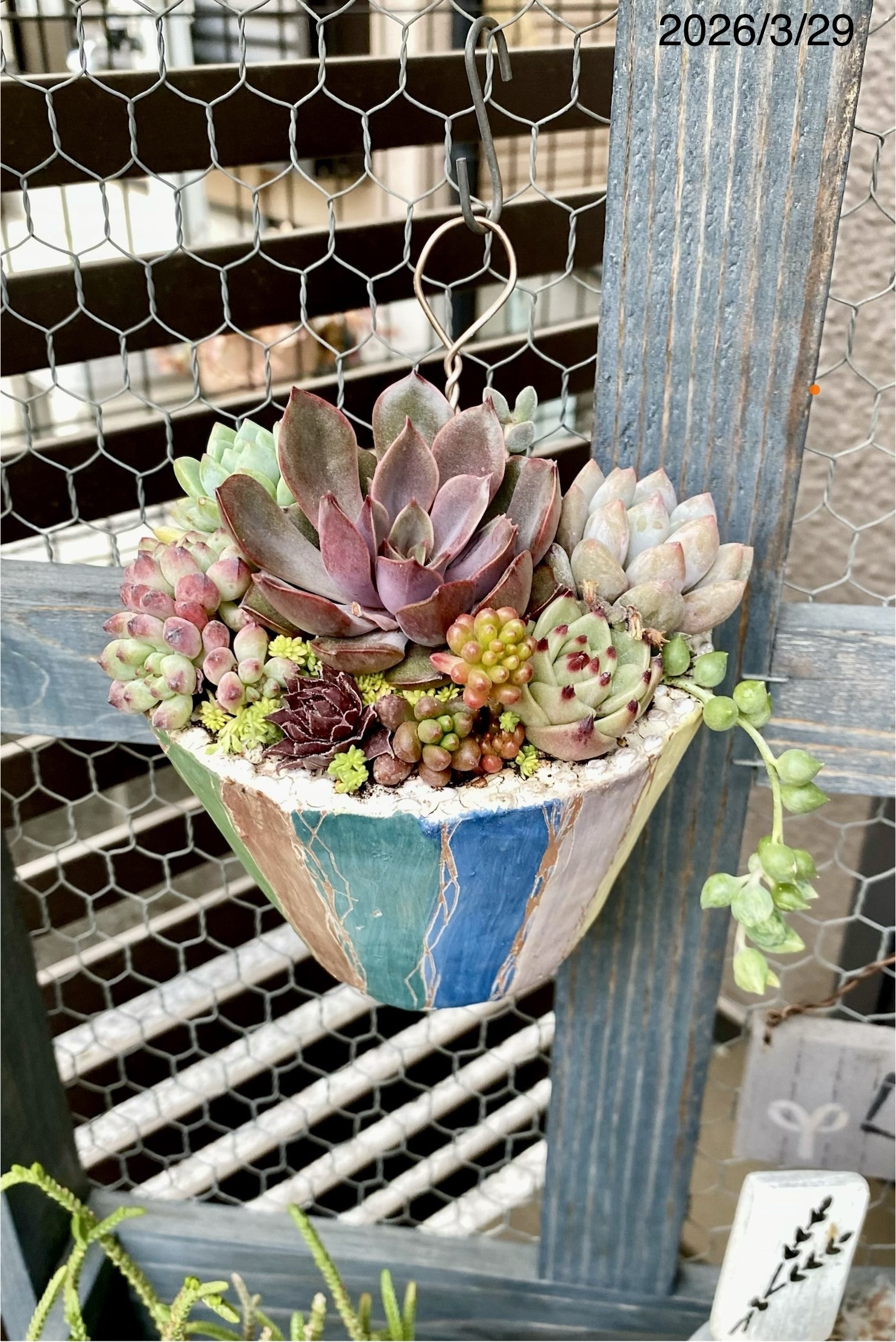多肉ﾌﾗﾜｰﾜｺﾞﾝに寄植えてみました | CAINZ DIY Square