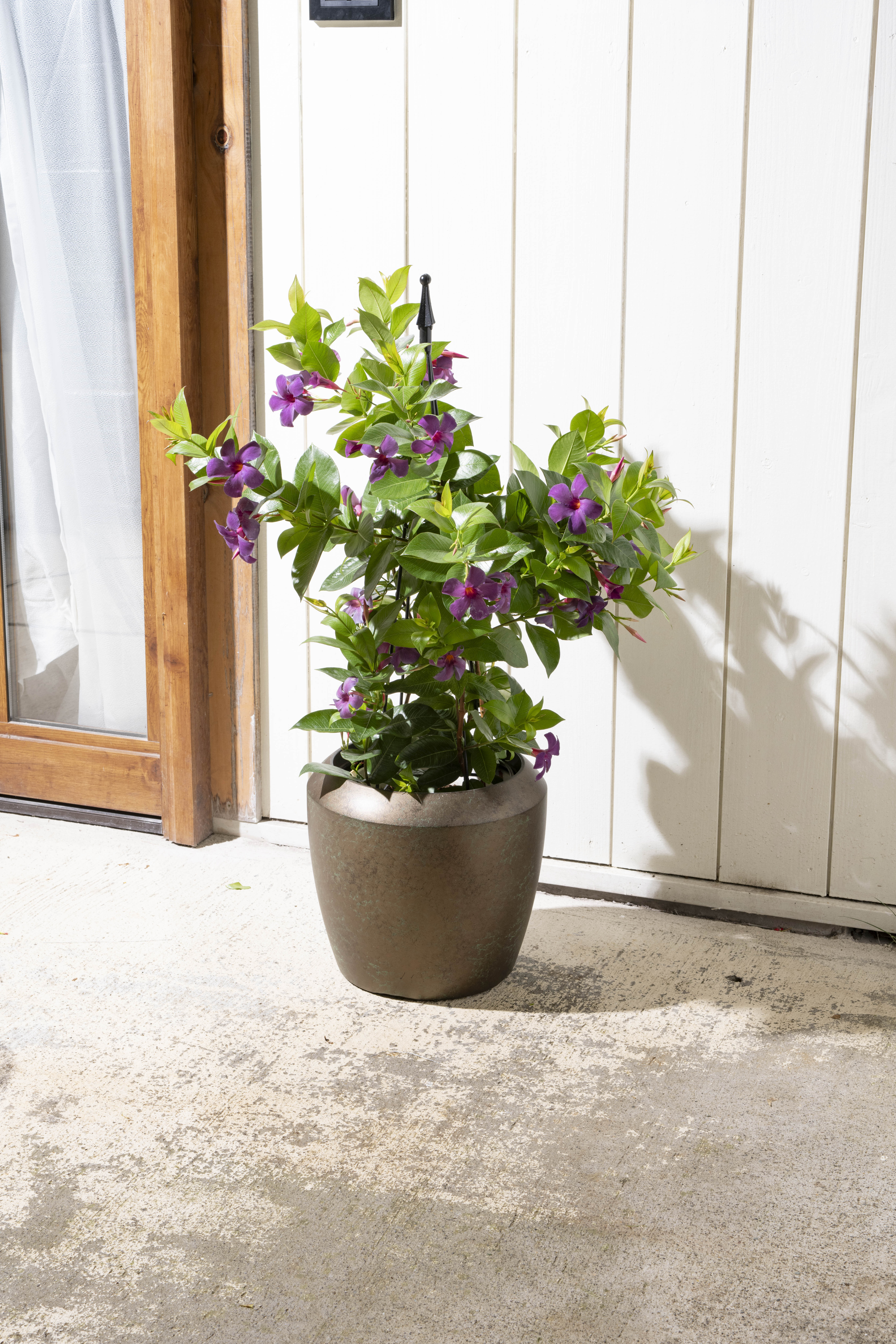 ドアの前にある花瓶に入った花AI 生成コンテンツは誤りを含む可能性があります。