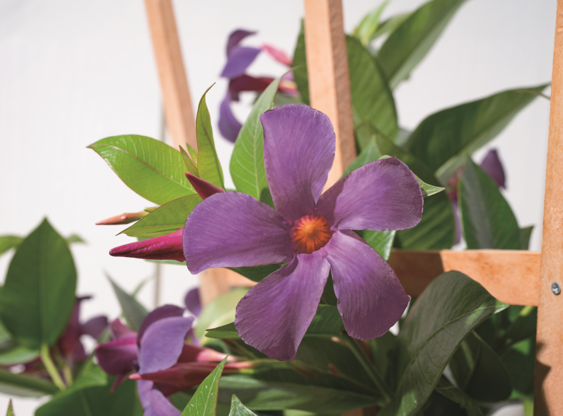 ドアの前にある花瓶に入った花AI 生成コンテンツは誤りを含む可能性があります。