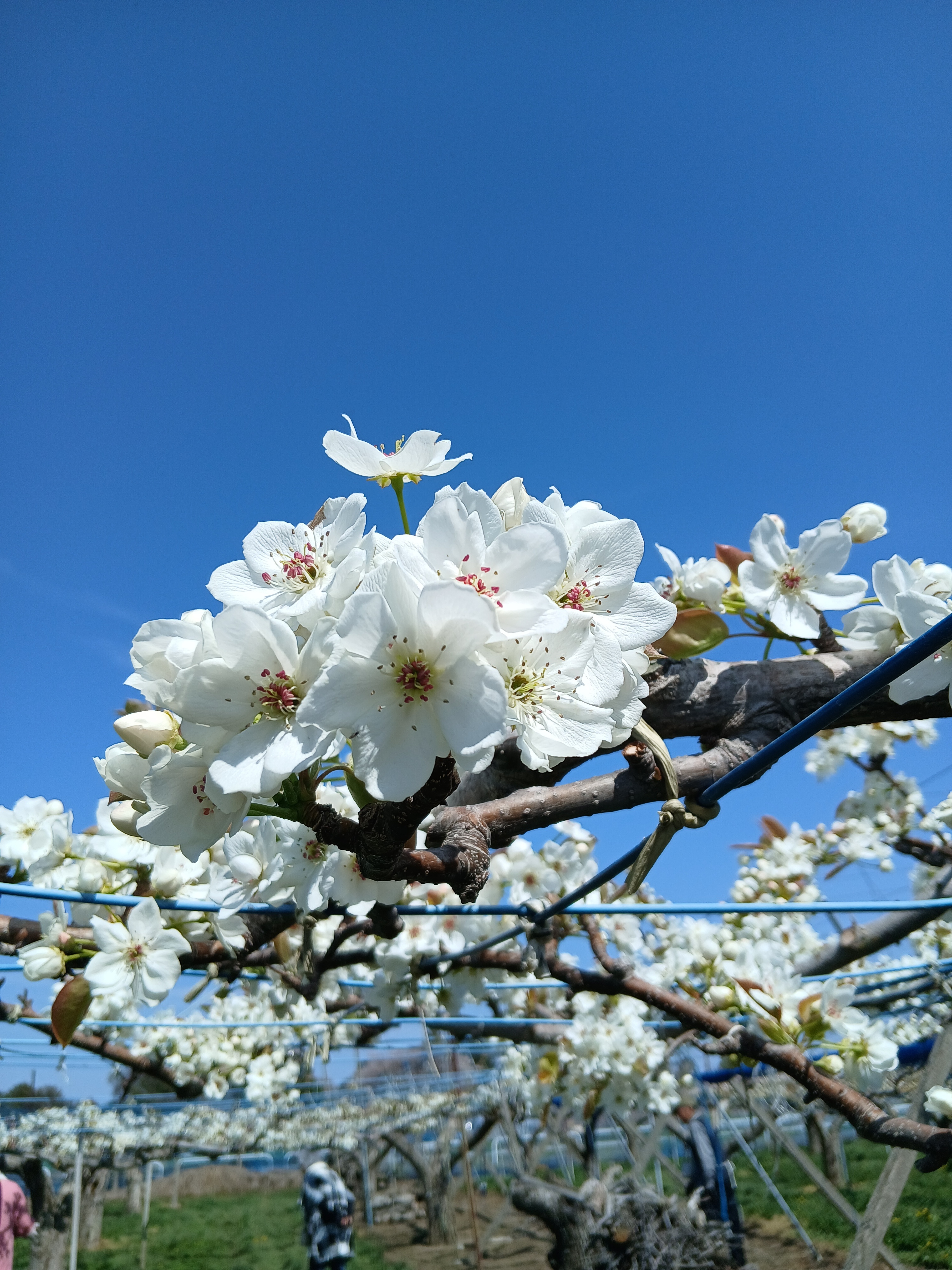 梨の花、豊水が咲き始めました | CAINZ DIY Square