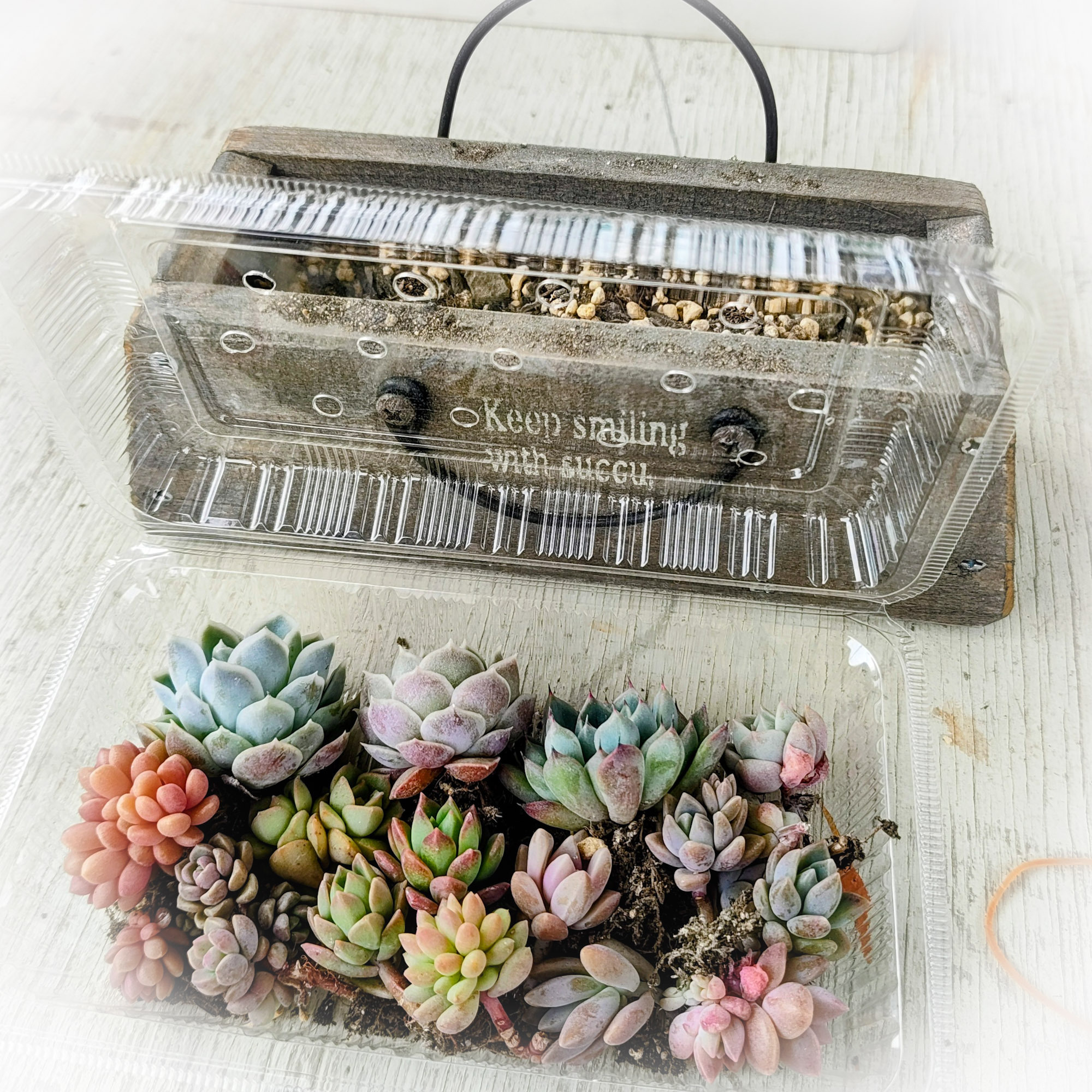 スリムバッグ型の鉢に寄せ植え👜 | CAINZ DIY Square