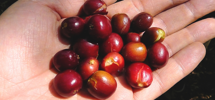コーヒーチェリー
