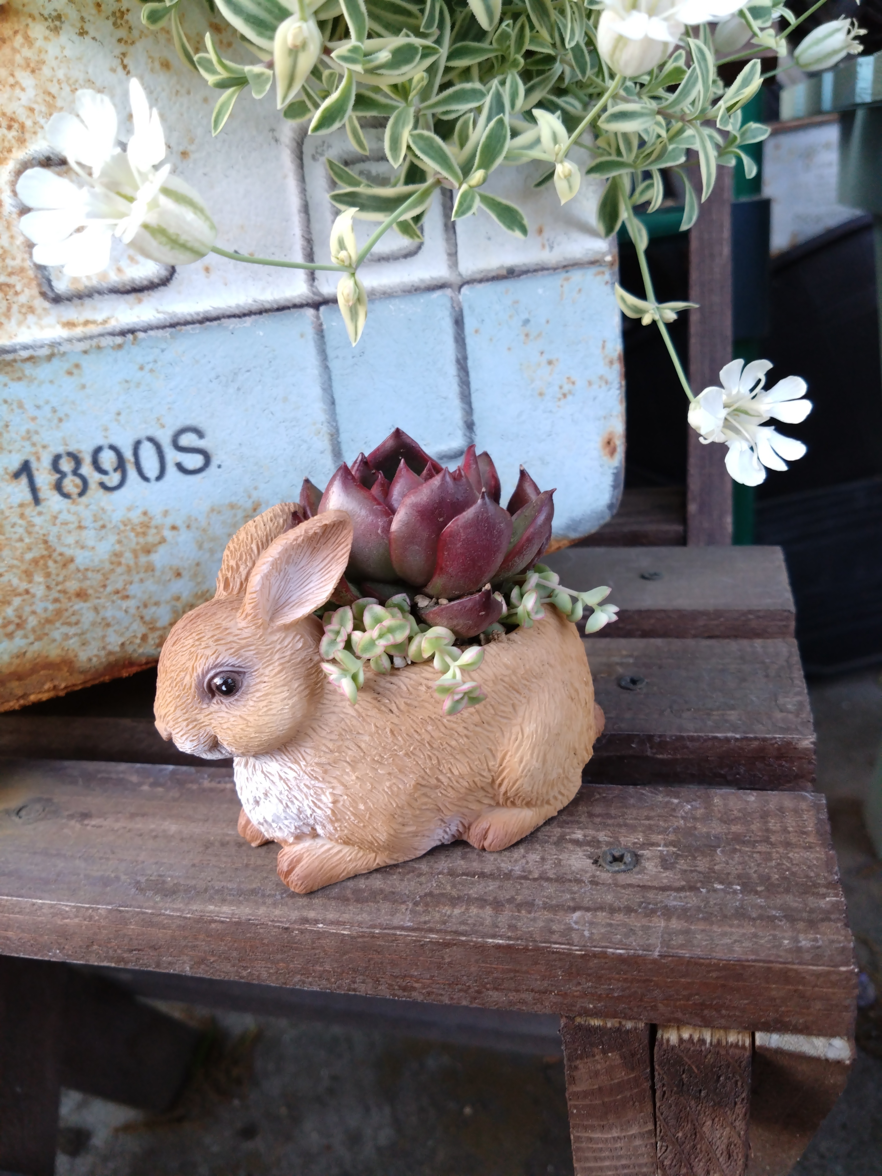 寄せ植え | CAINZ DIY Square